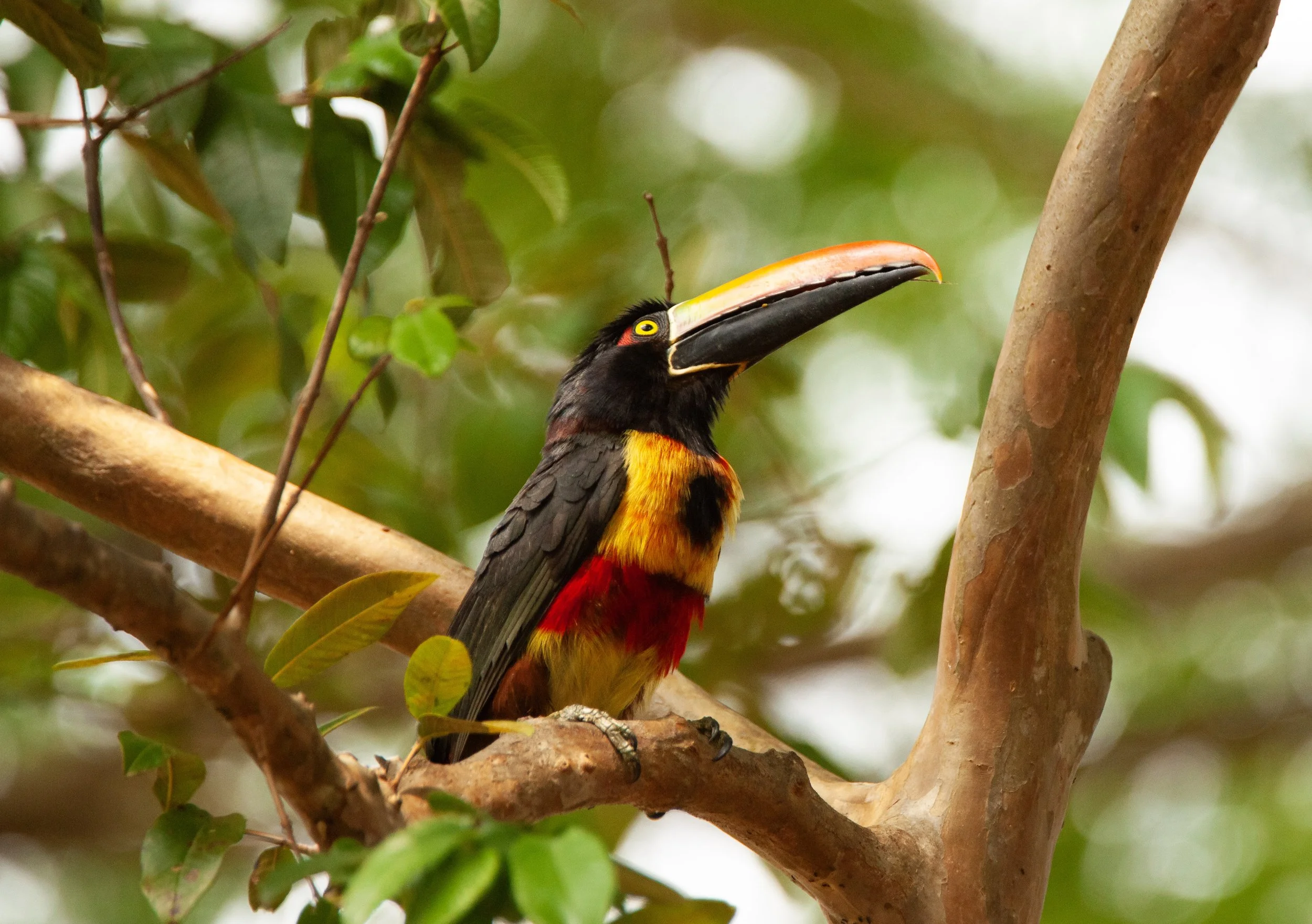 Fiery-billed Aracari.jpg
