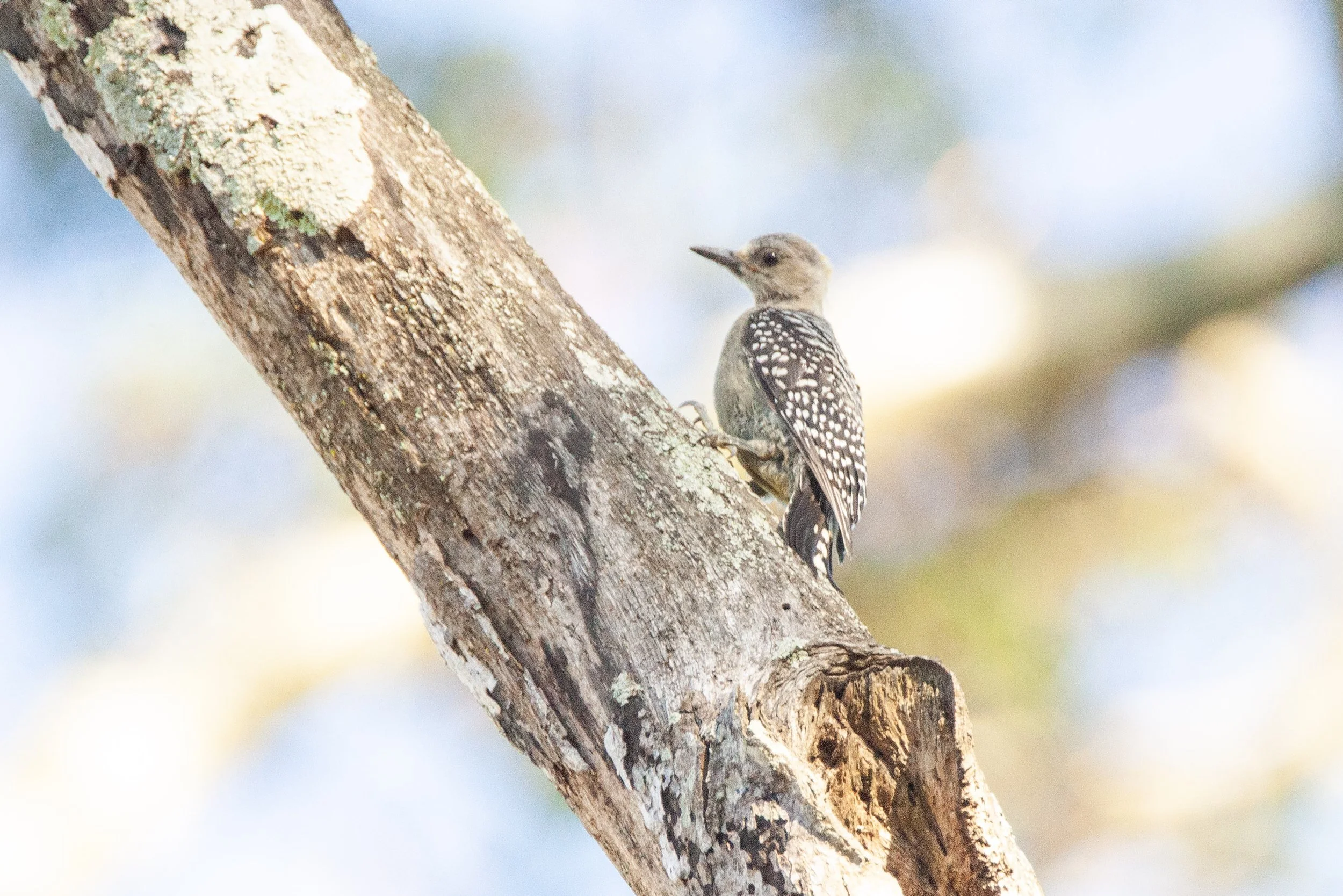 Hoffman's Woodpecker.jpg