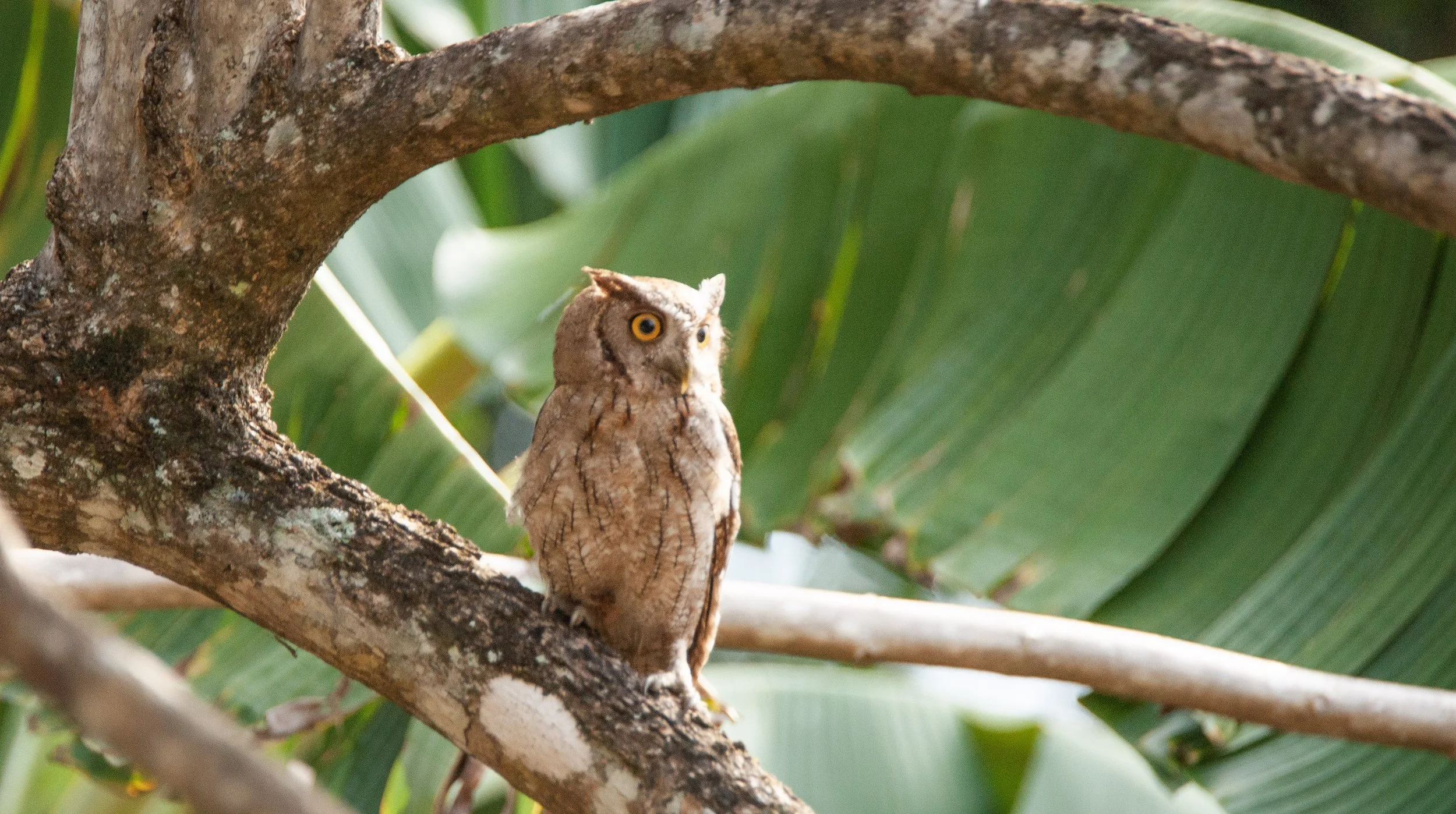 Pacific Screech Owl.jpg