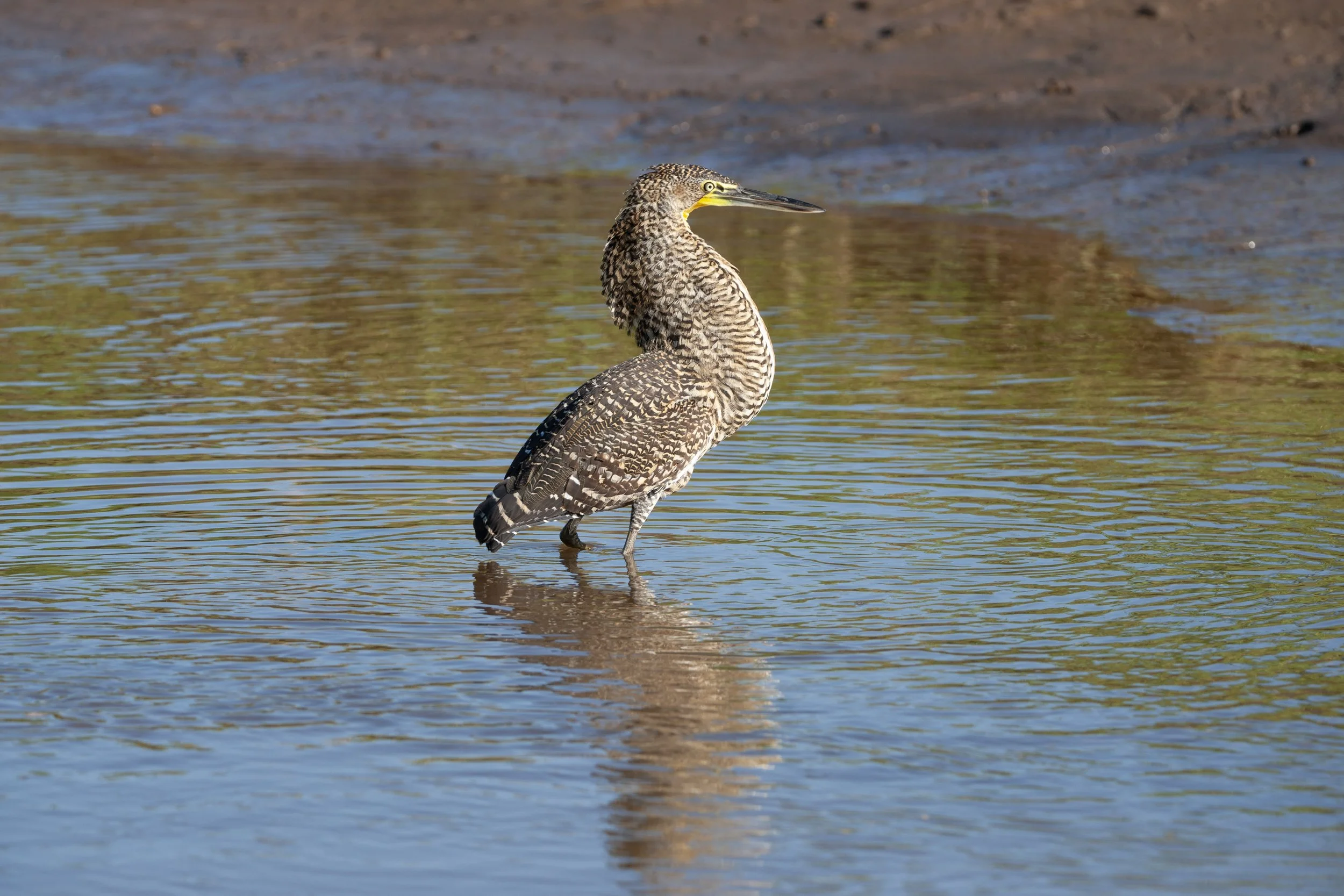 Bare-throated Tiger Heron 2.jpg