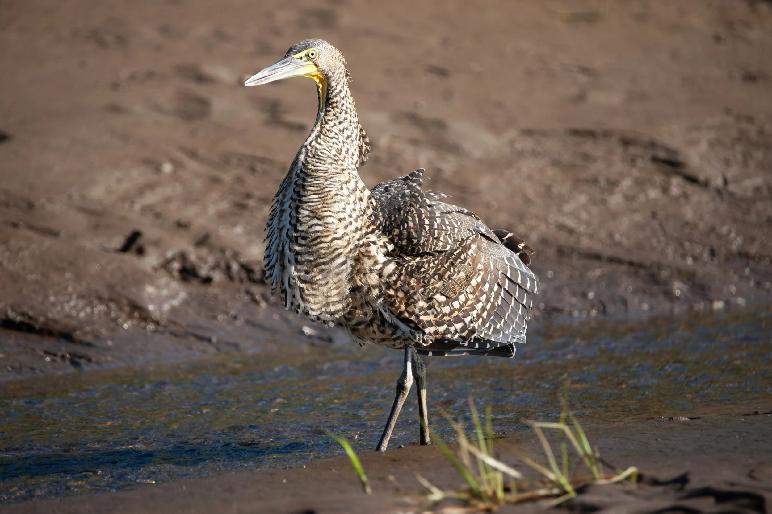 Bare-throated Tiger Heron.jpg