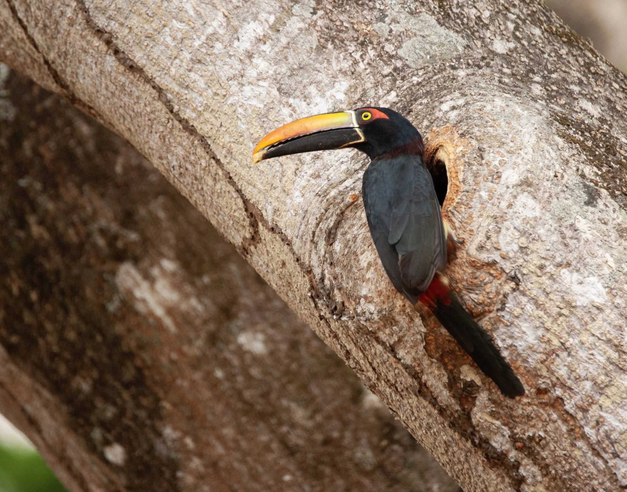 Fiery-billed Aracari at nest (1).jpg