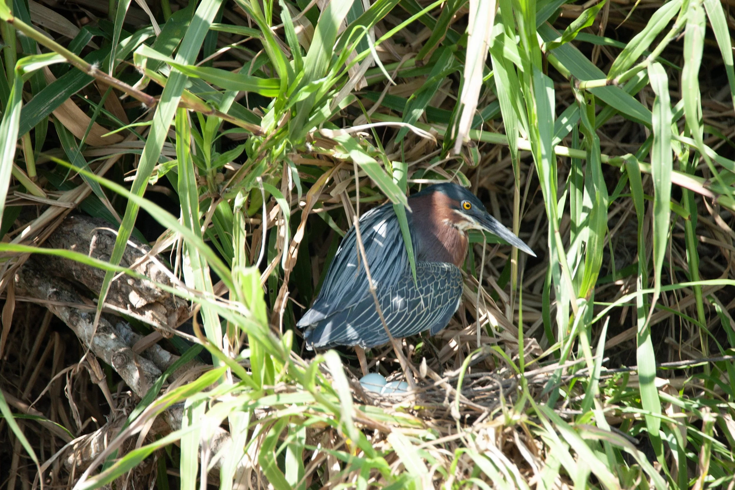 Green Heron on nest with eggs.jpg