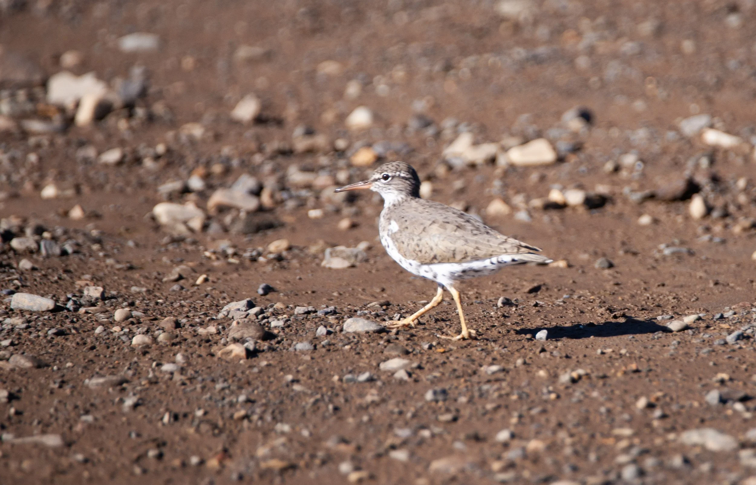 Least Sandpiper.jpg
