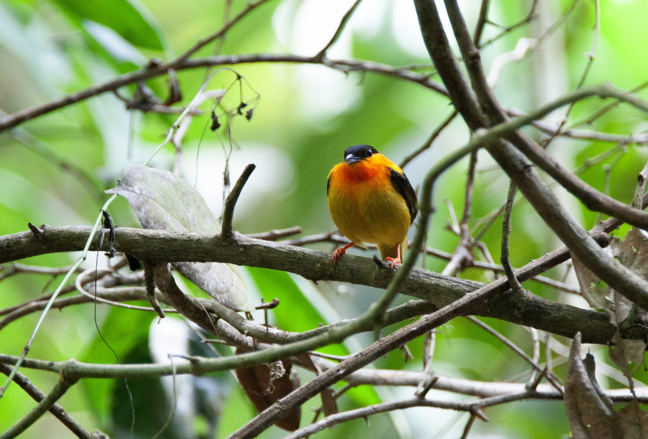 Orange-collared Manakin 2.jpg