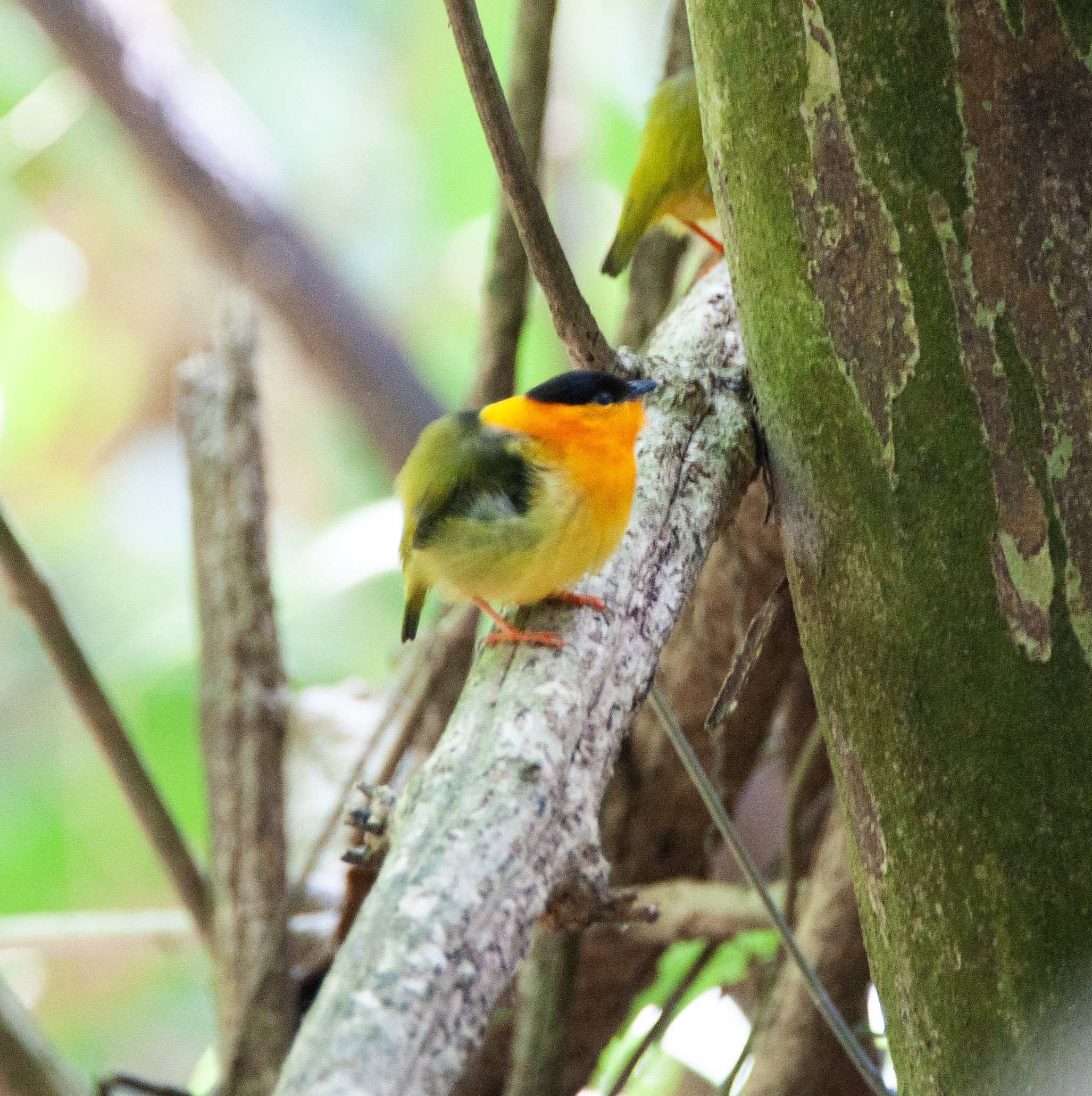 Orange-collared Manakin.jpg