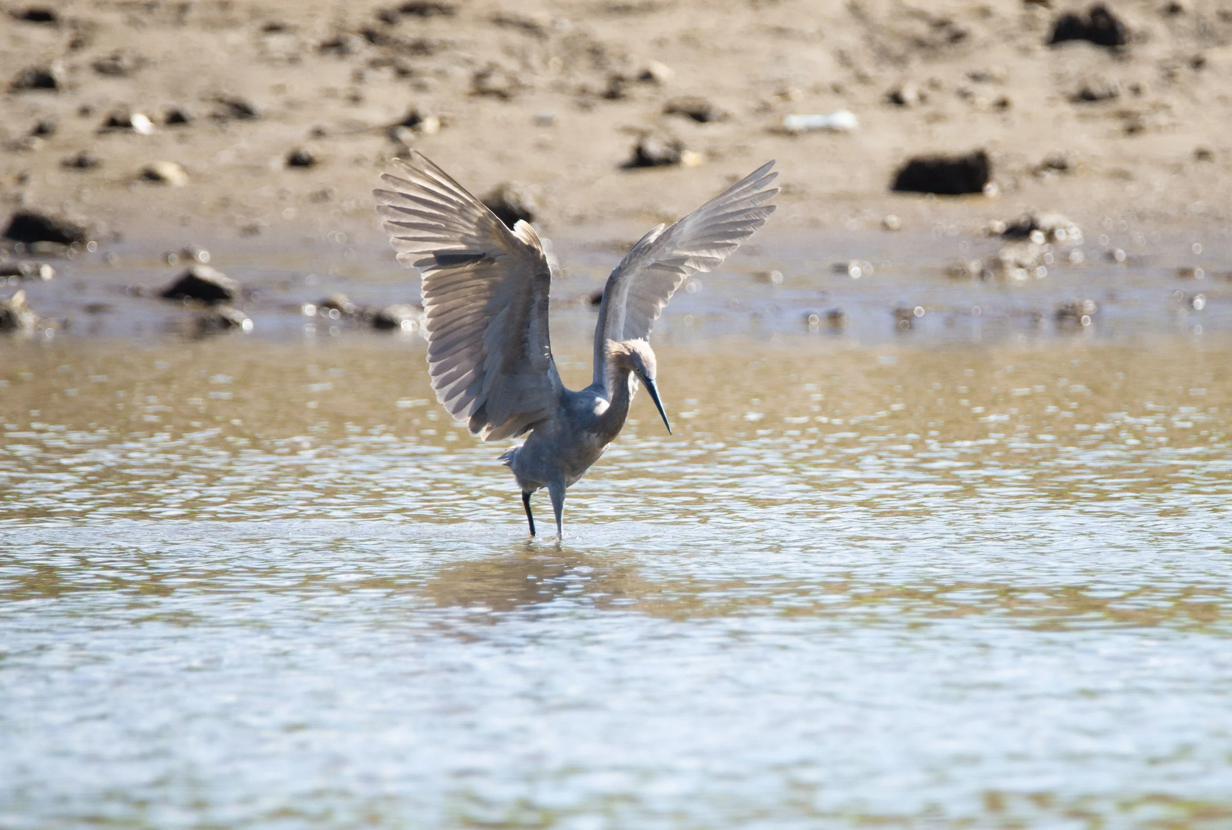 Reddish Egret.jpg