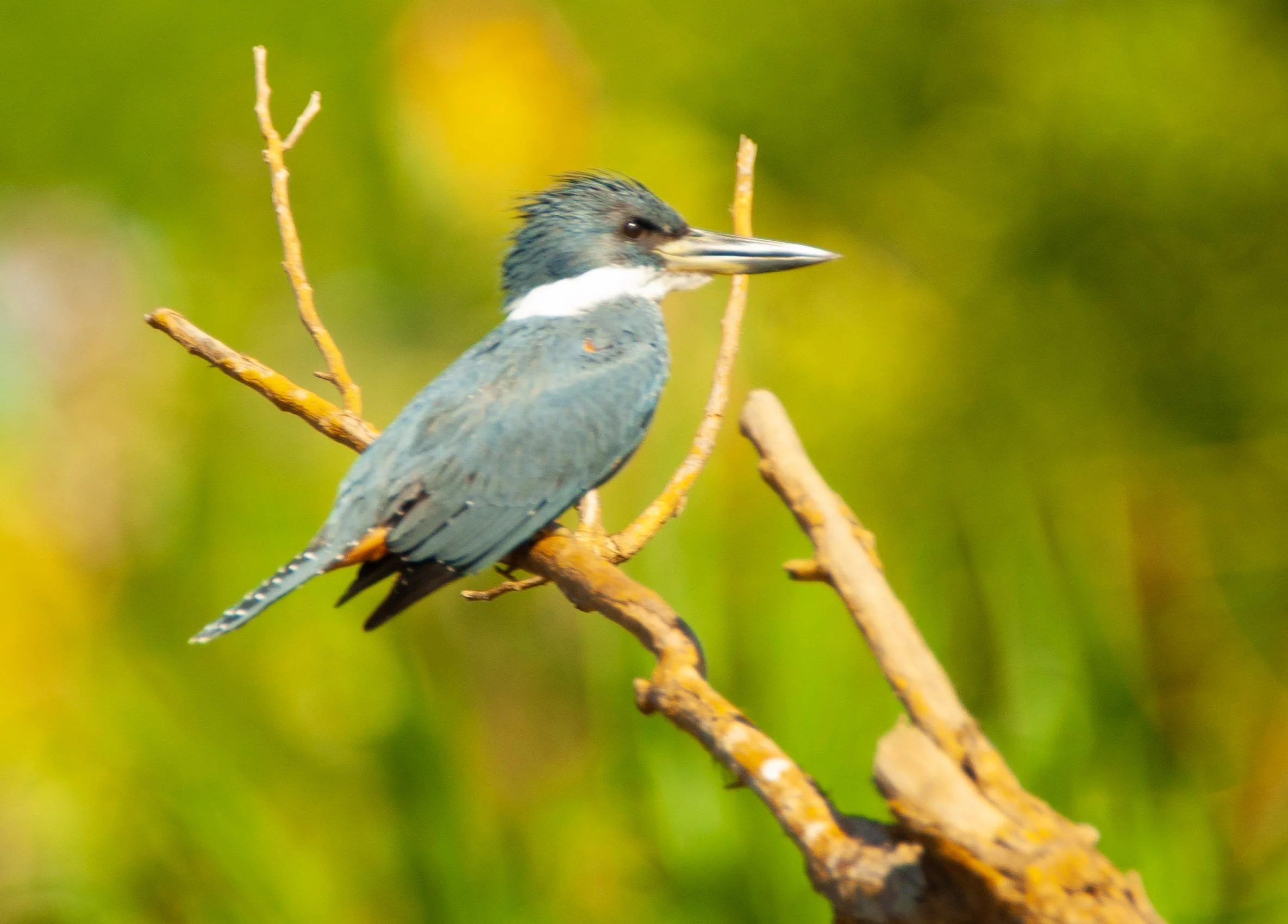 Ringed Kingfisher 2.jpg