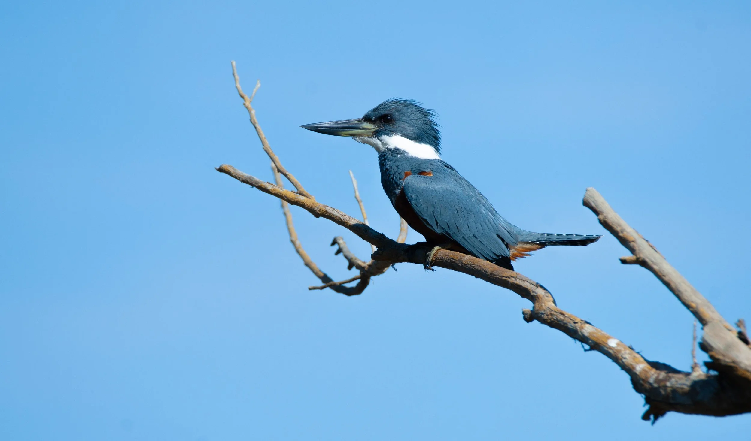 Ringed Kingfisher 3.jpg