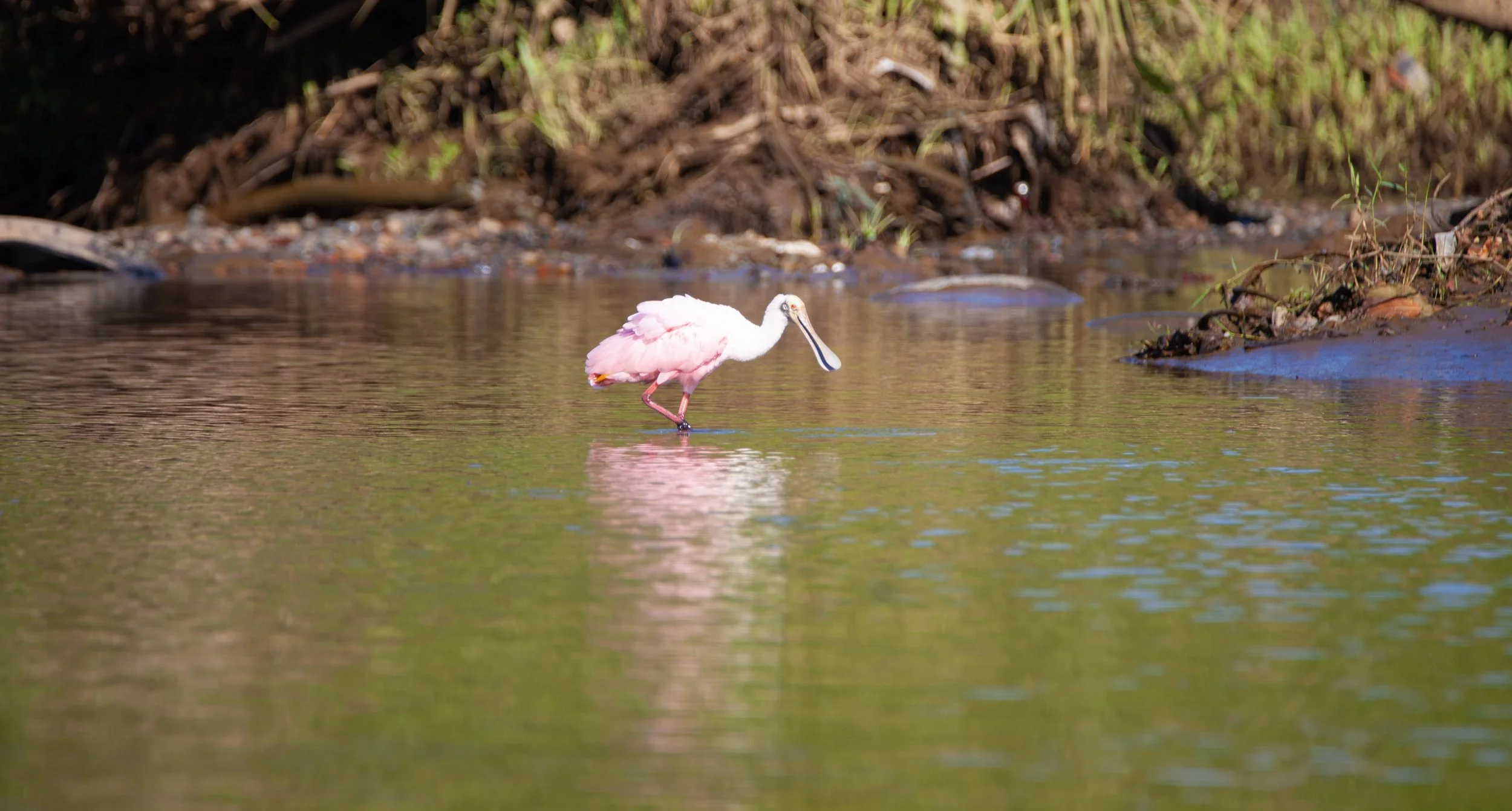 Roseate Spoonbill.jpg