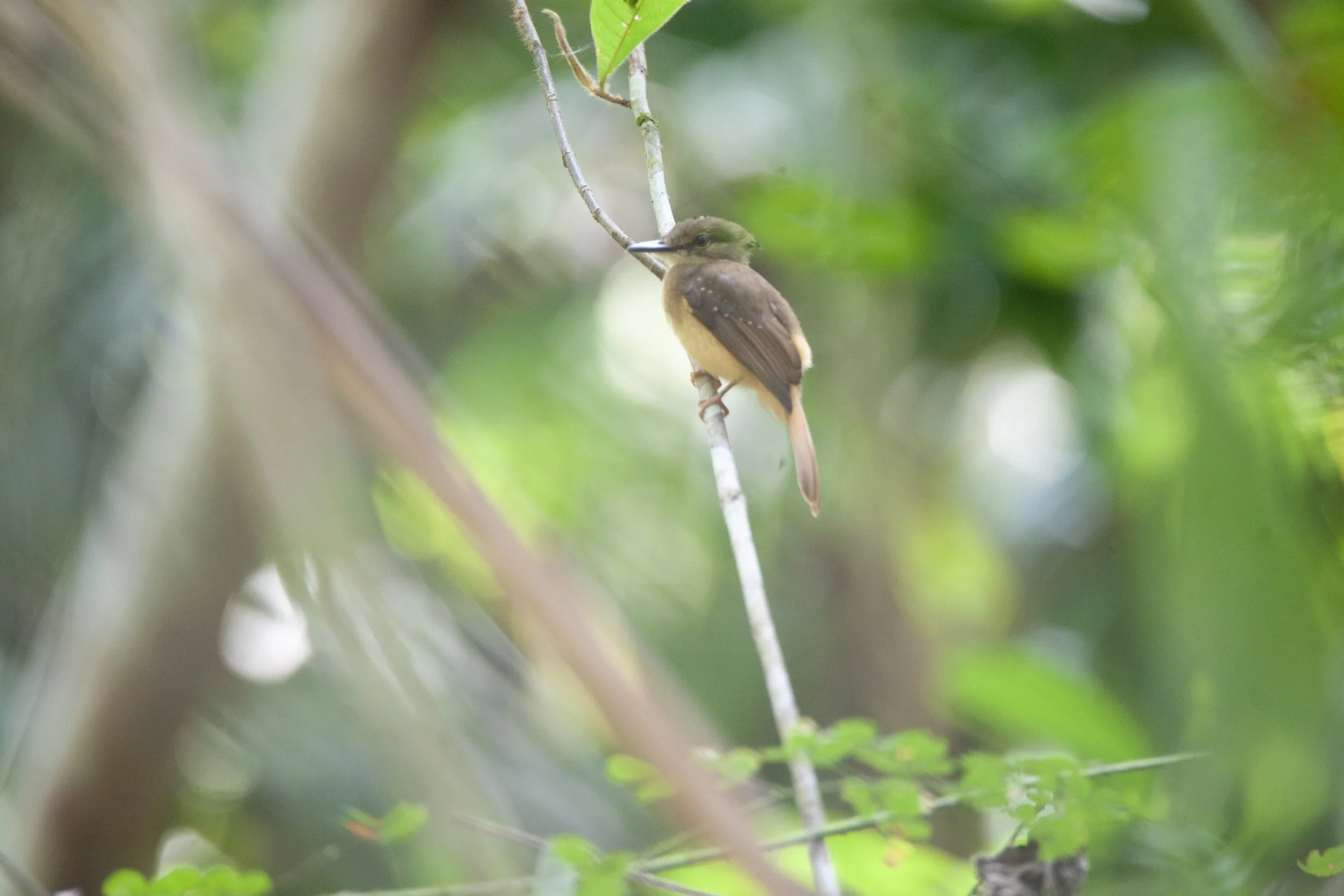 Royal Flycacther.jpg