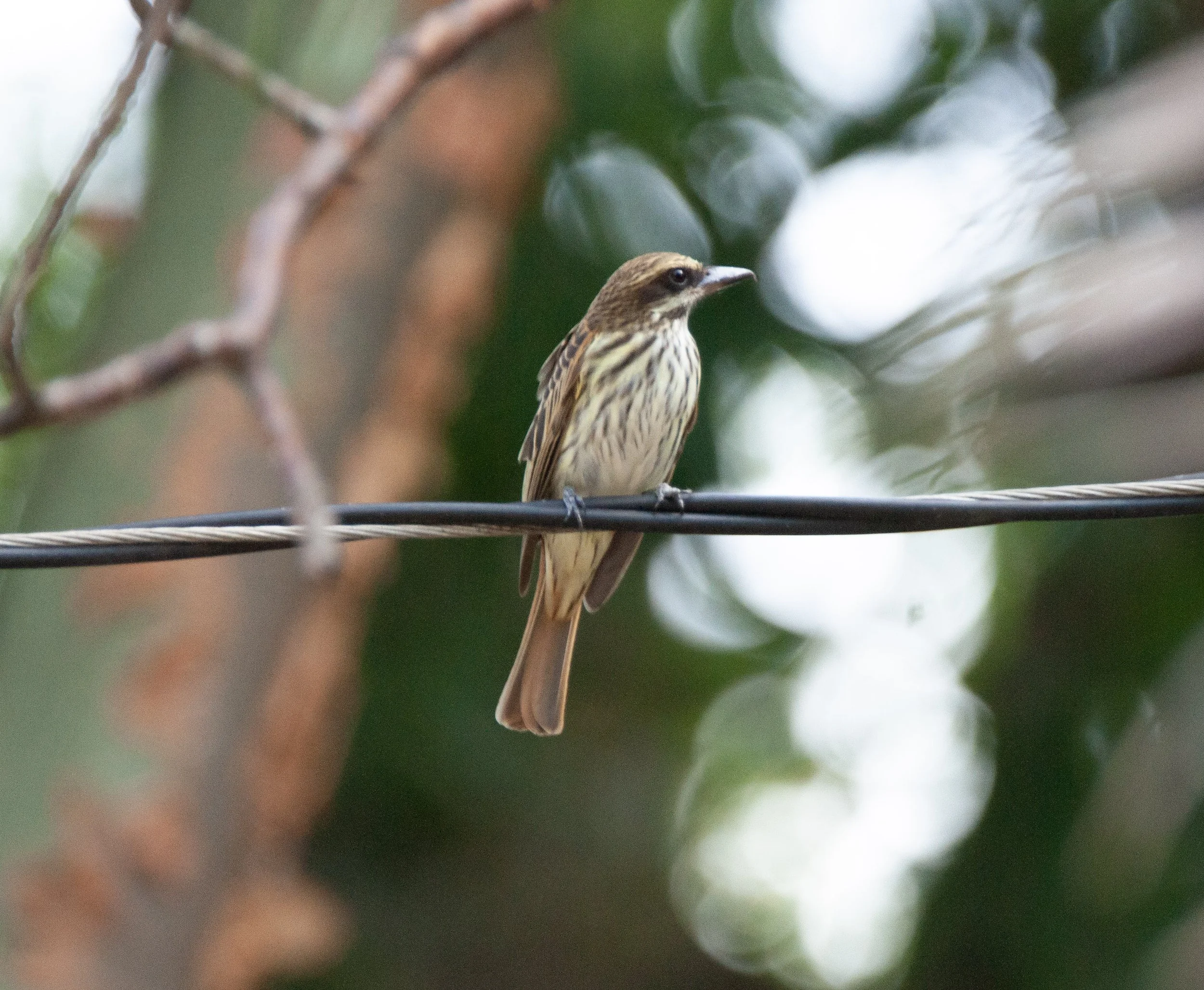 Streaked Flycatcher.jpg