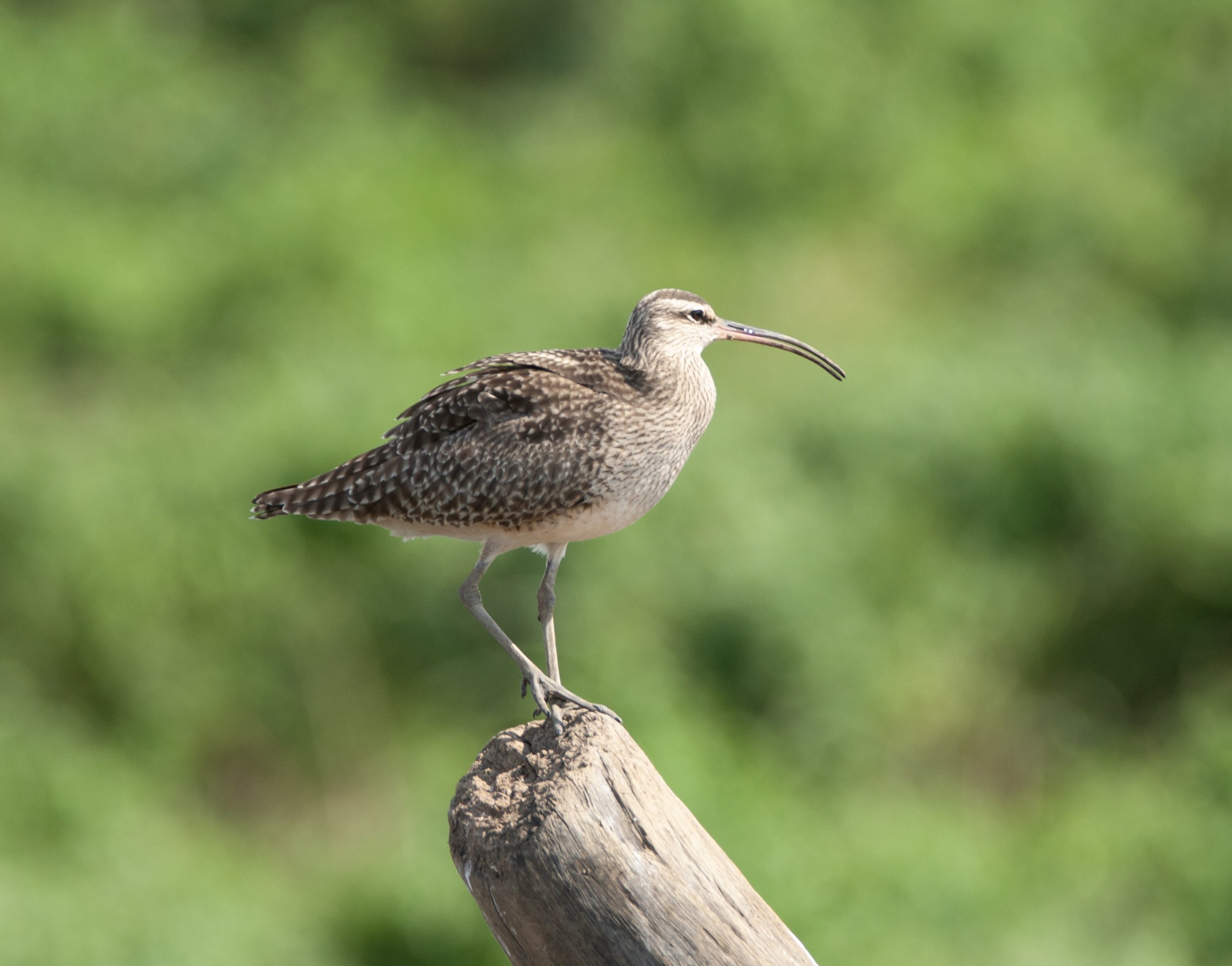 Whimbrel.jpg