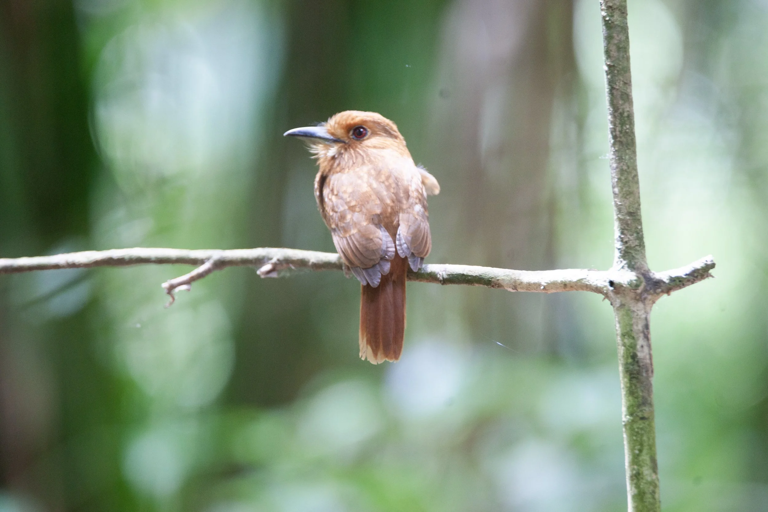 White-whisked Puffbird.jpg