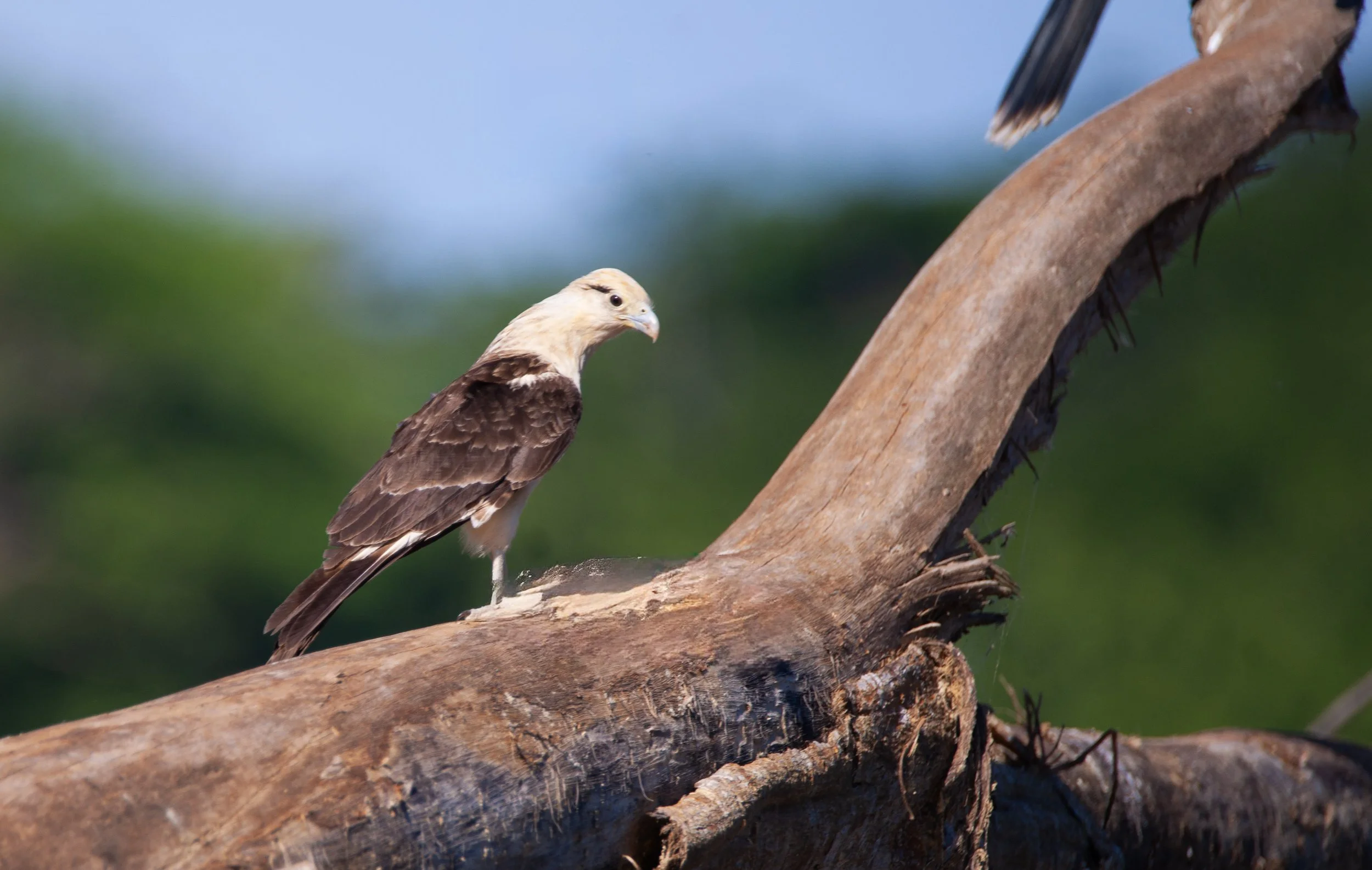Yellow-headed Caracara.jpg