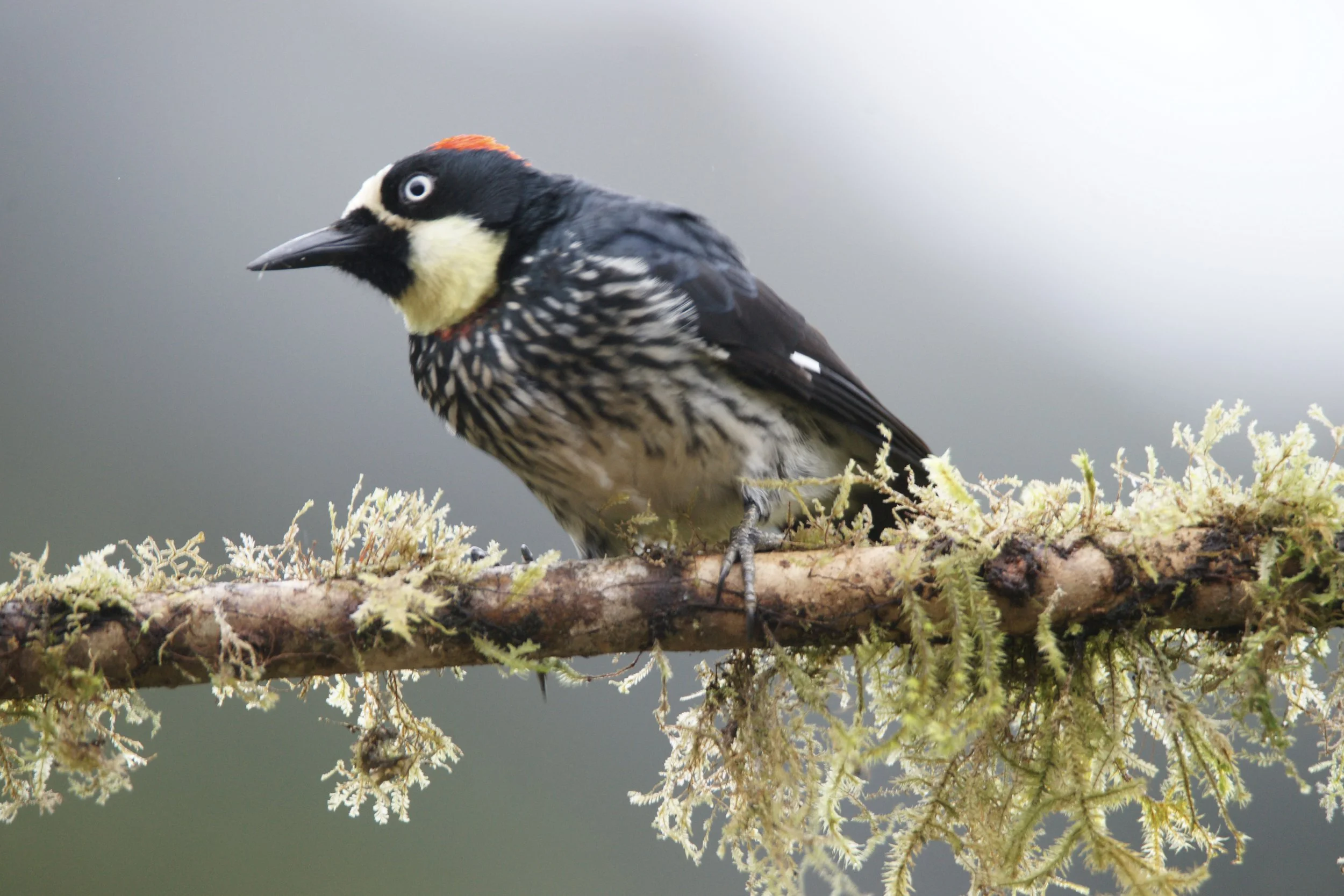 Acorn Woodpecker