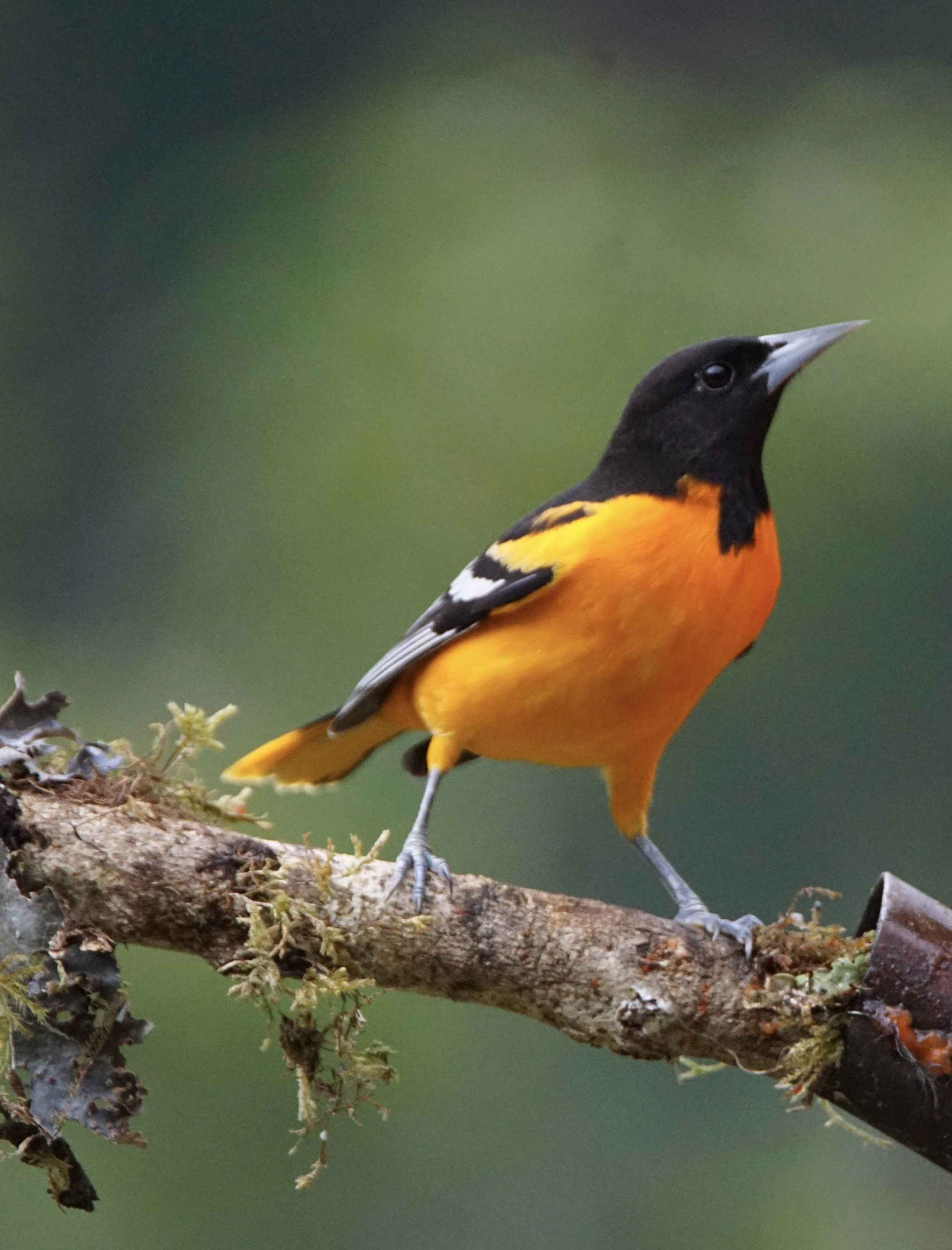 Baltimore Oriole