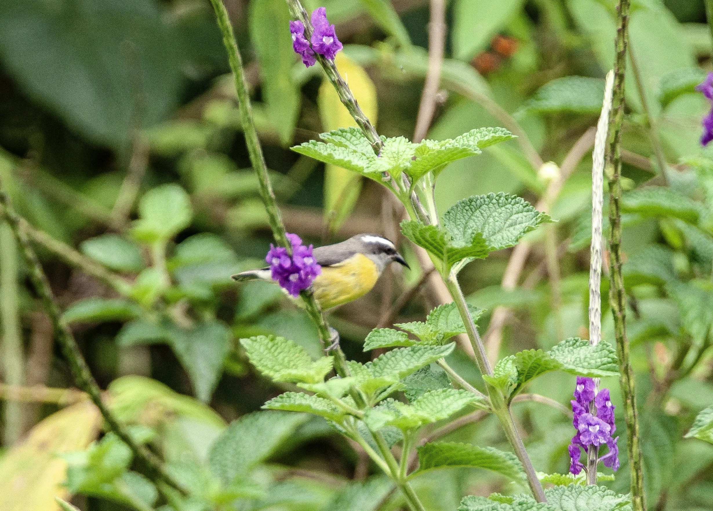 Bananaquit