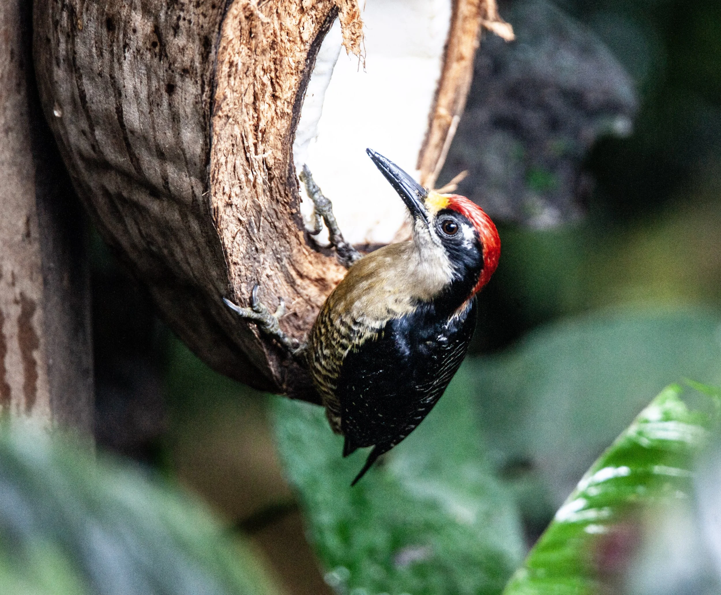 Black-cheeked Woodpecker