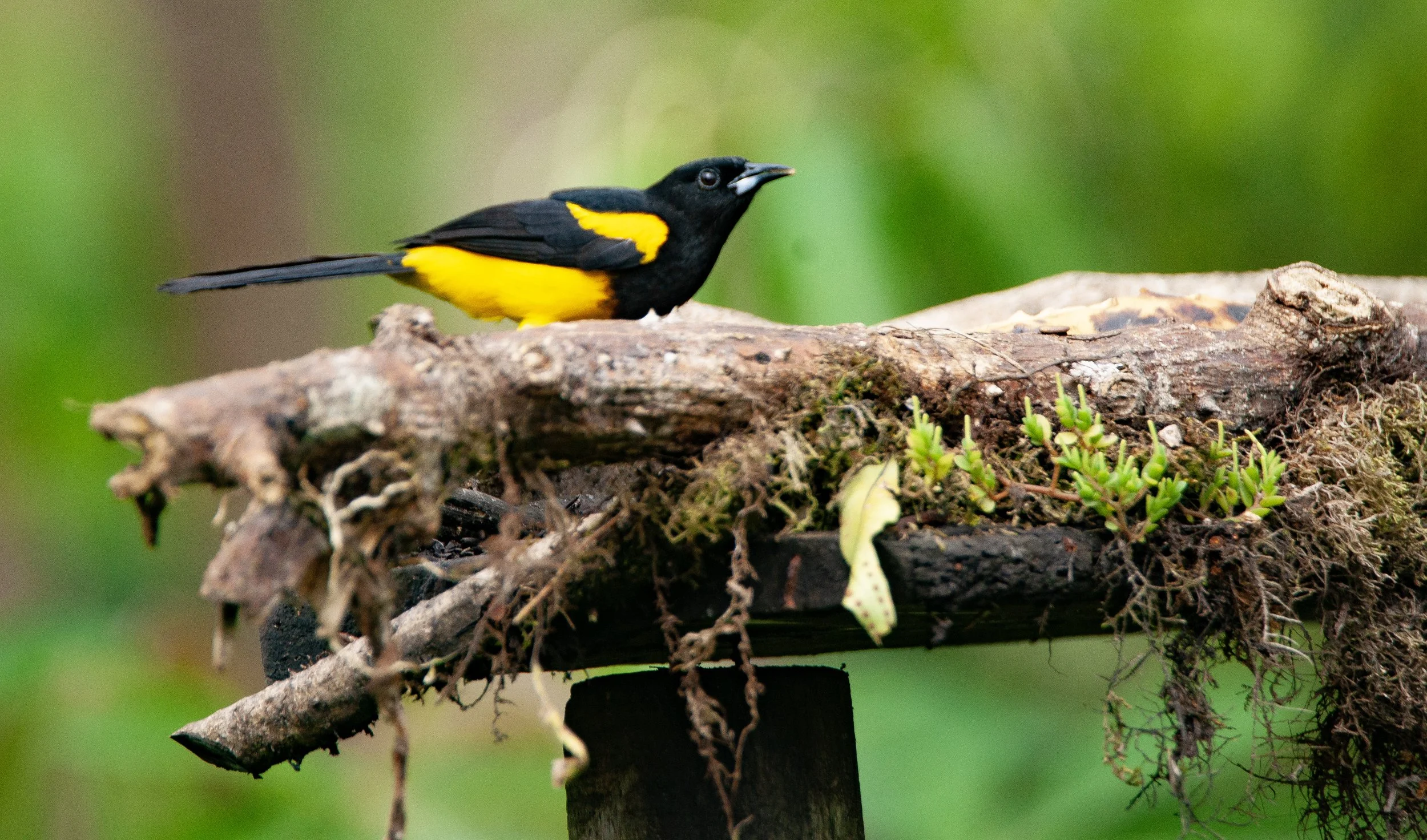 Black-cowled Oriole