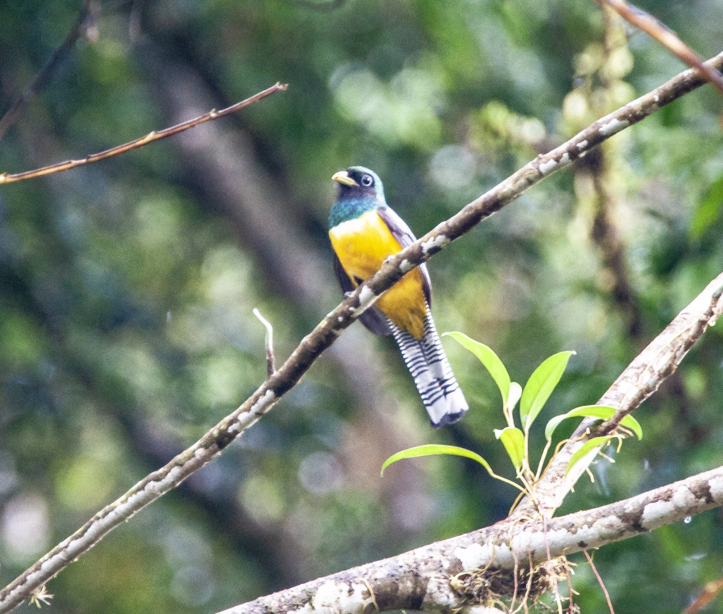 Collared Trogon