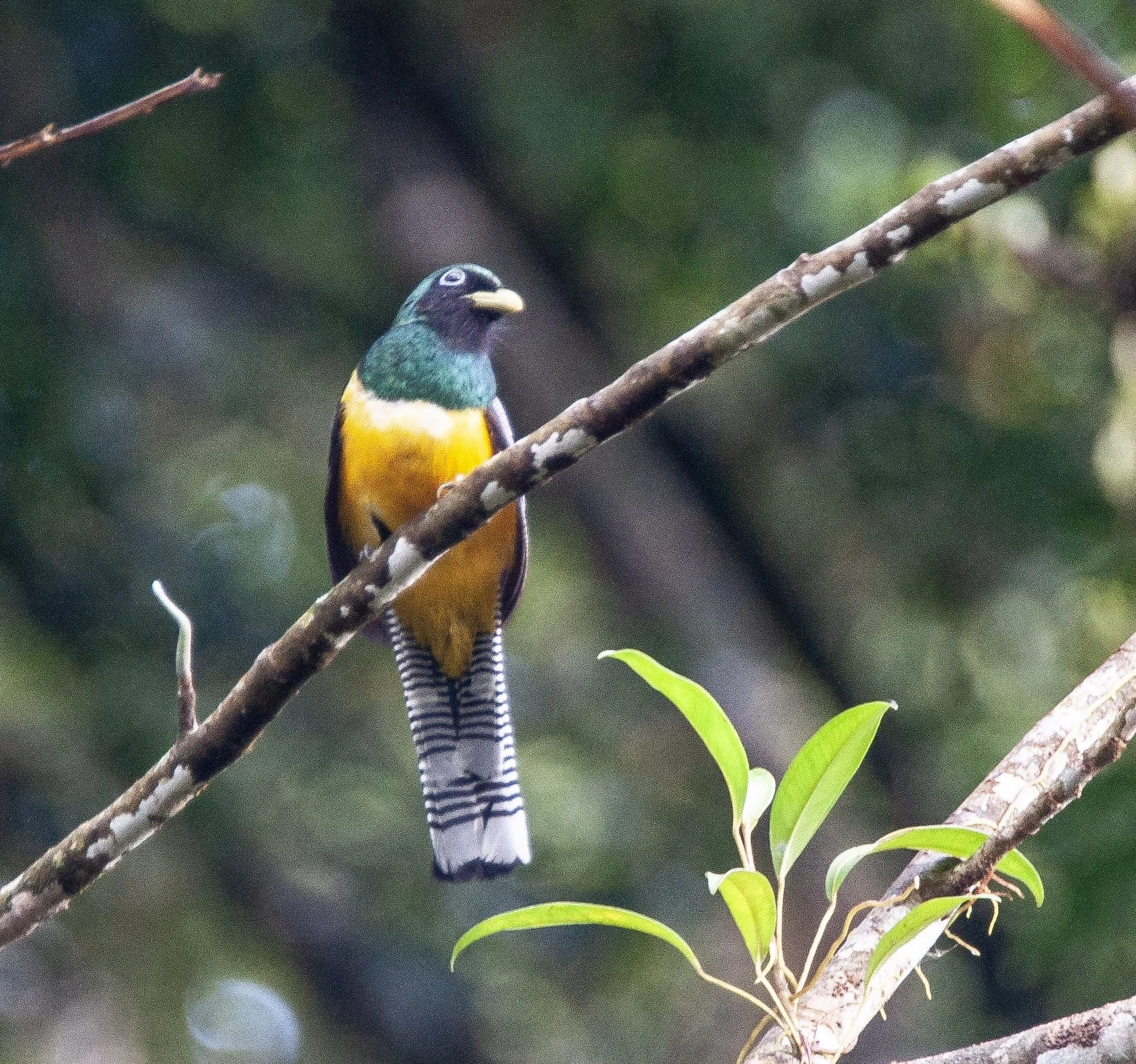 Collared Trogon