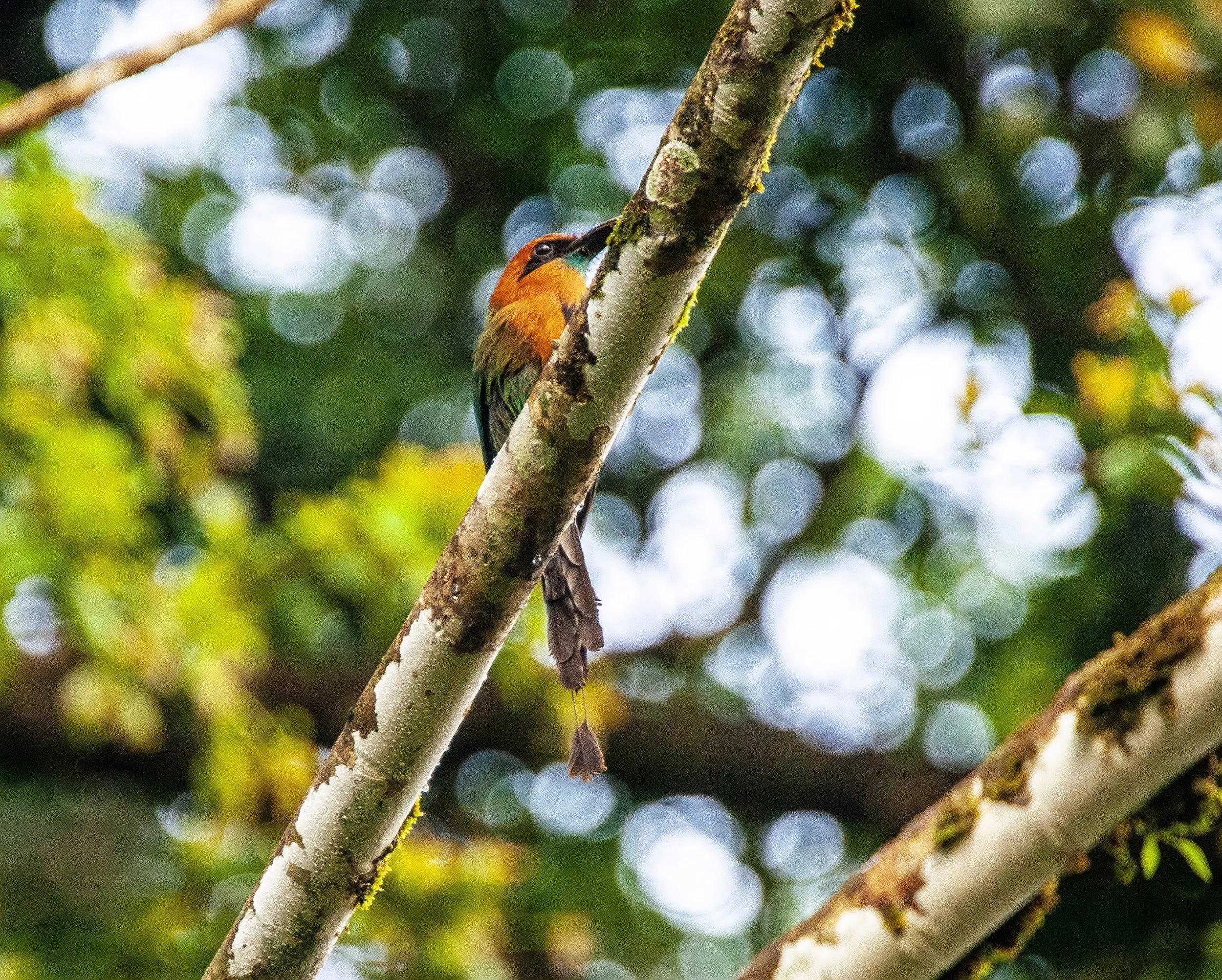 Broad-billed Motmot