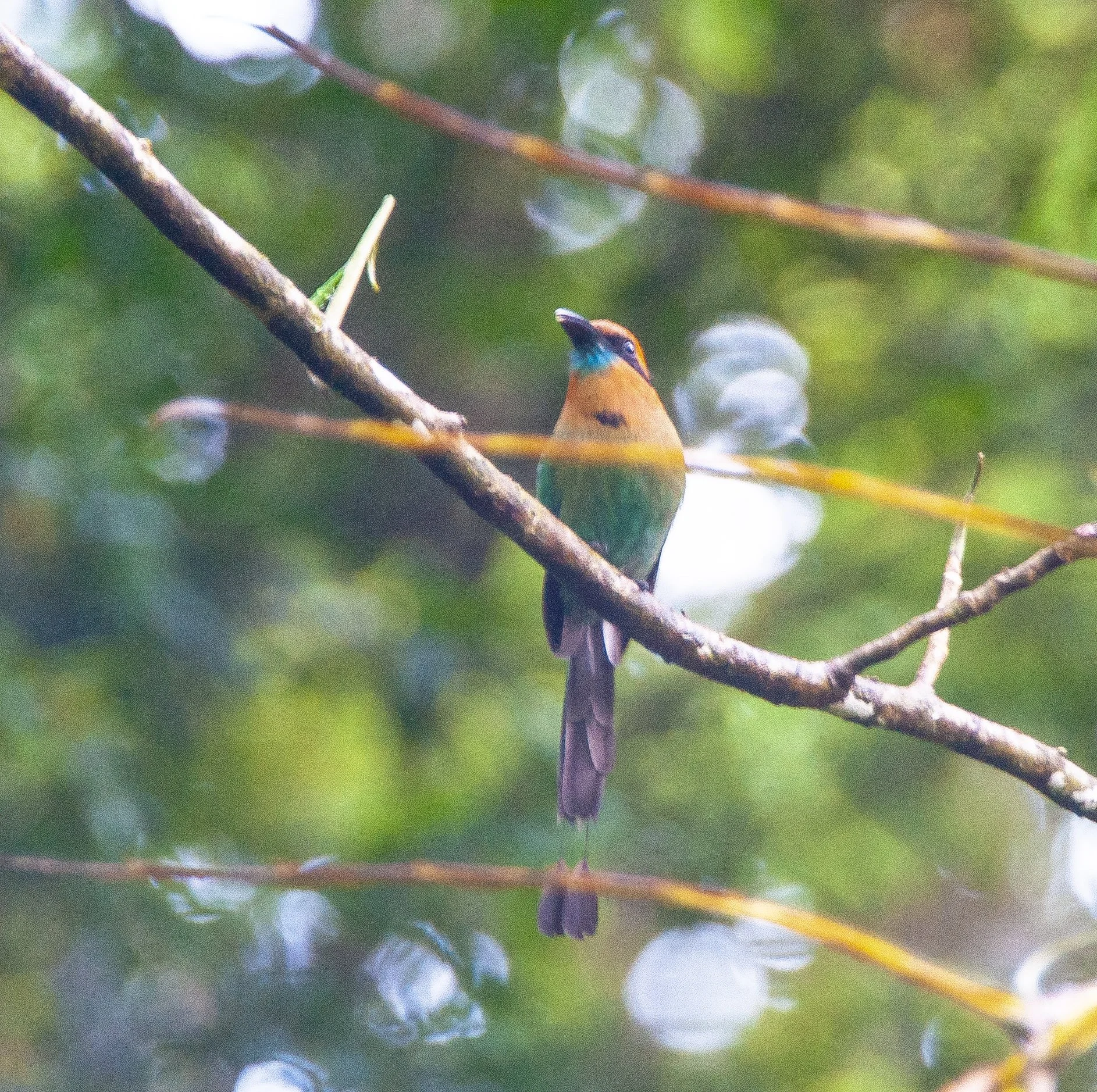 Broad-billed Motmot