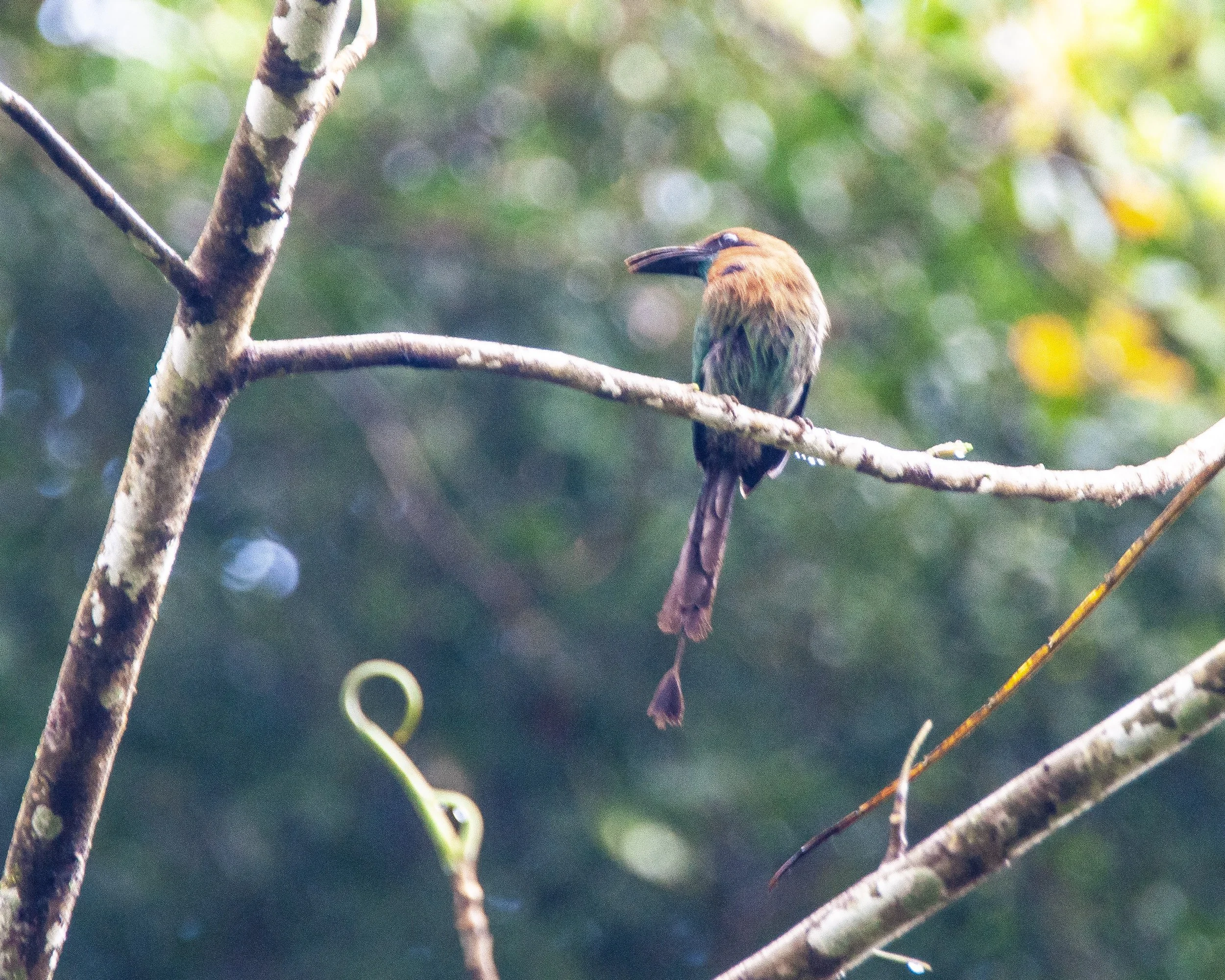 Broad-billed Motmot