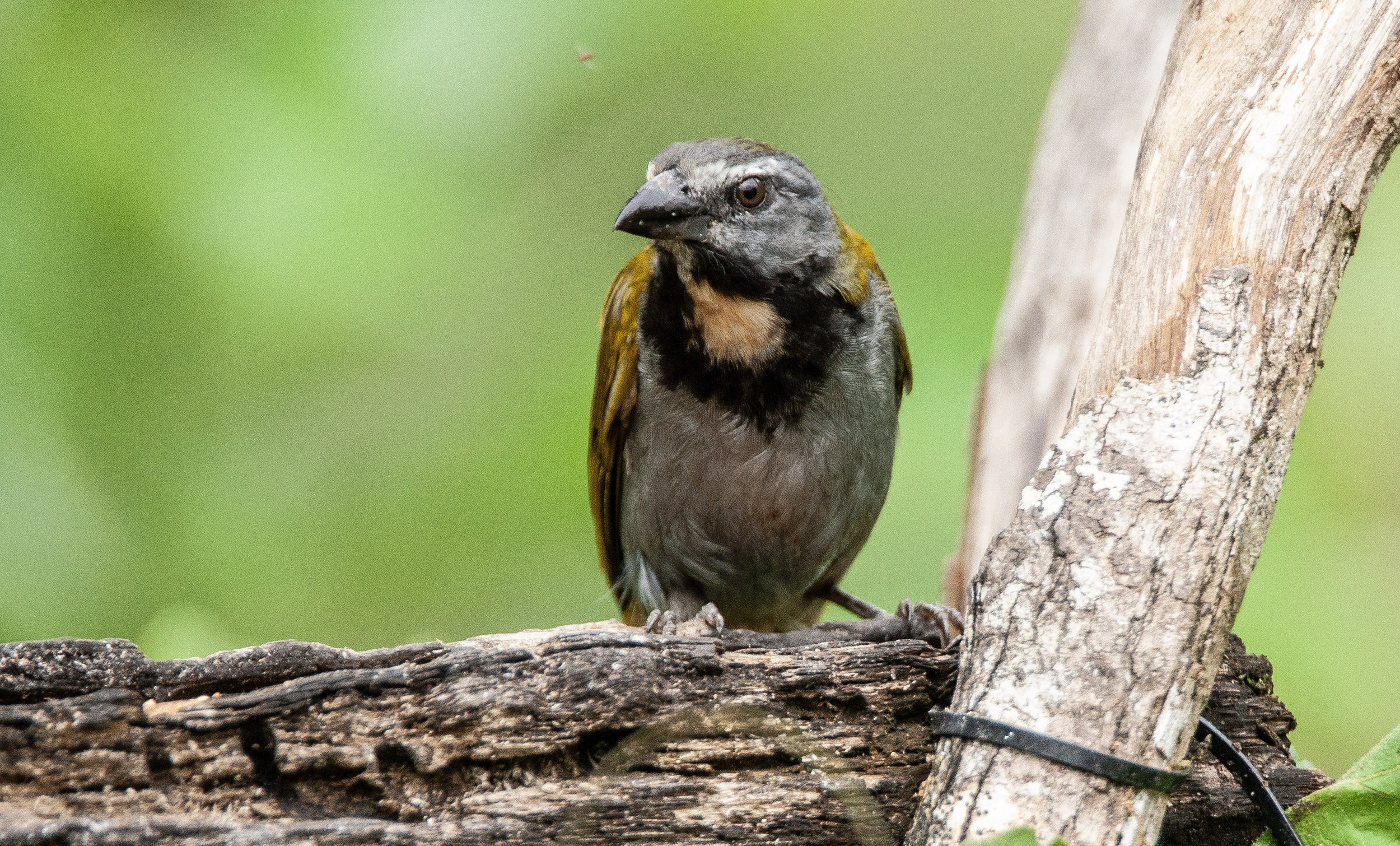 Buff-throated Saltator
