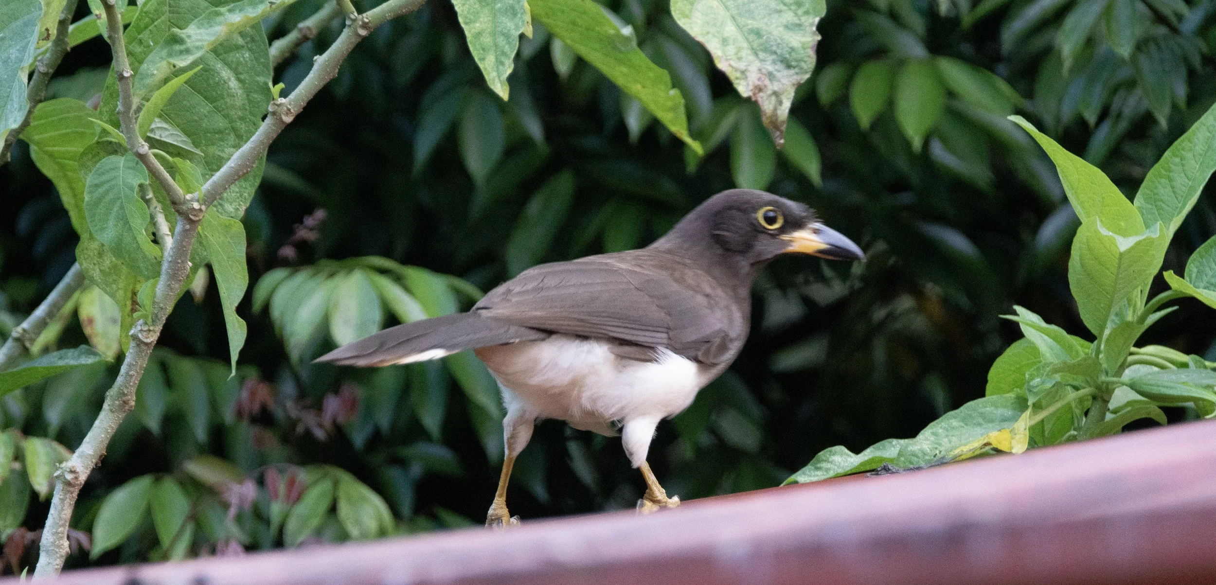 Brown Jay