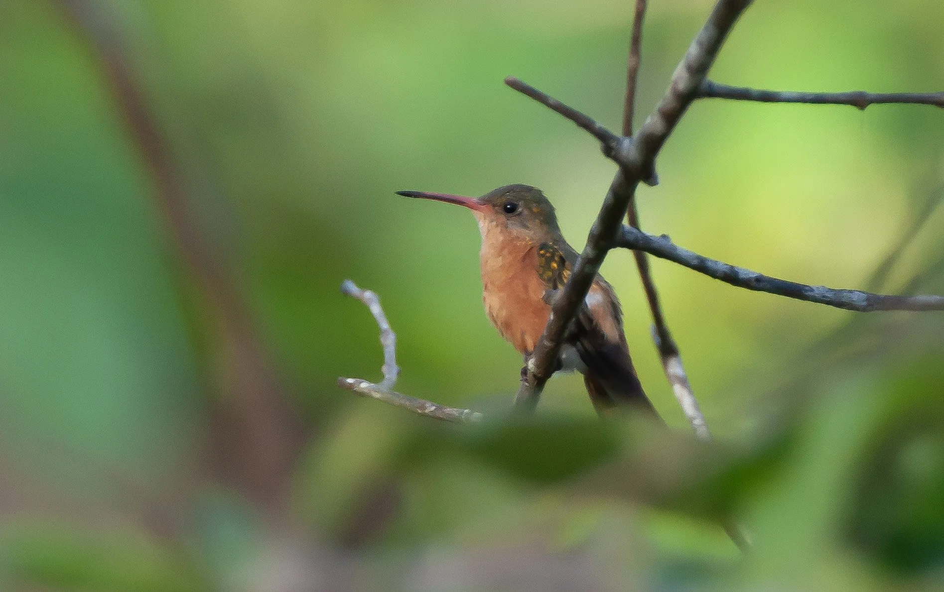 Cinnamon Hummingbird
