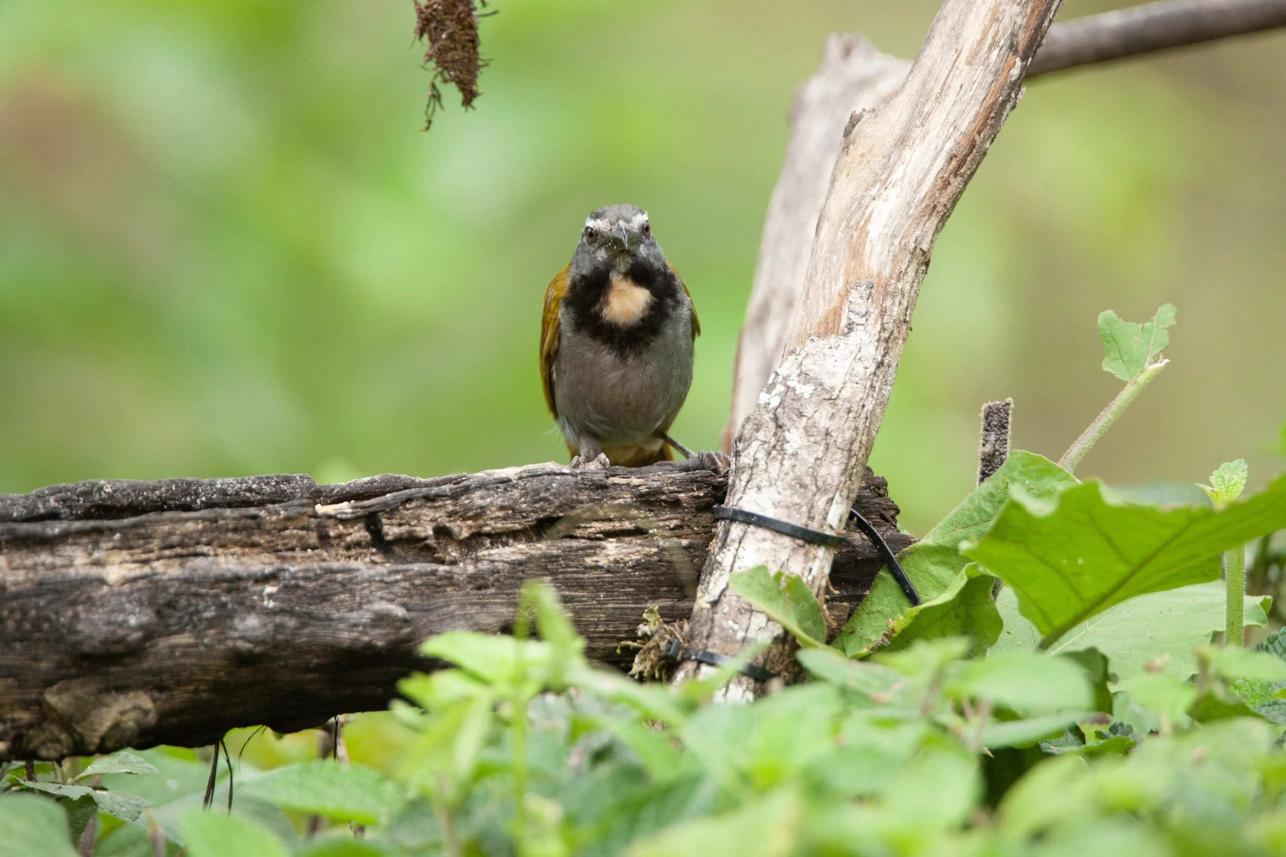 Buff-throated Saltator