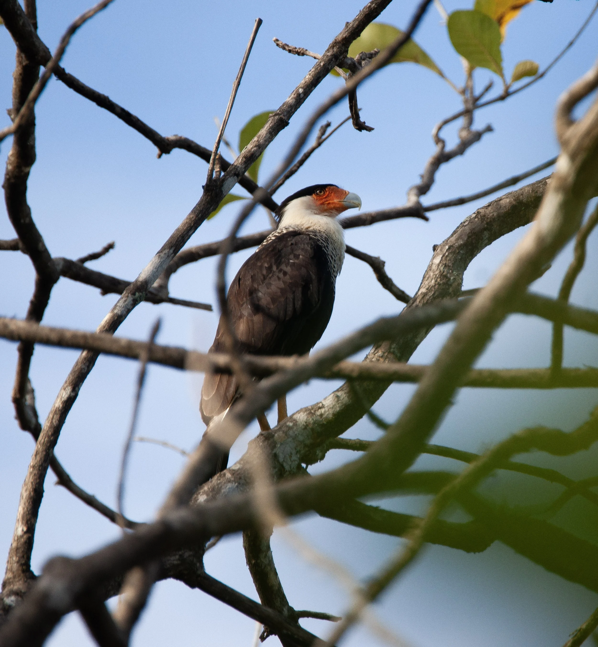 Crested Caracara