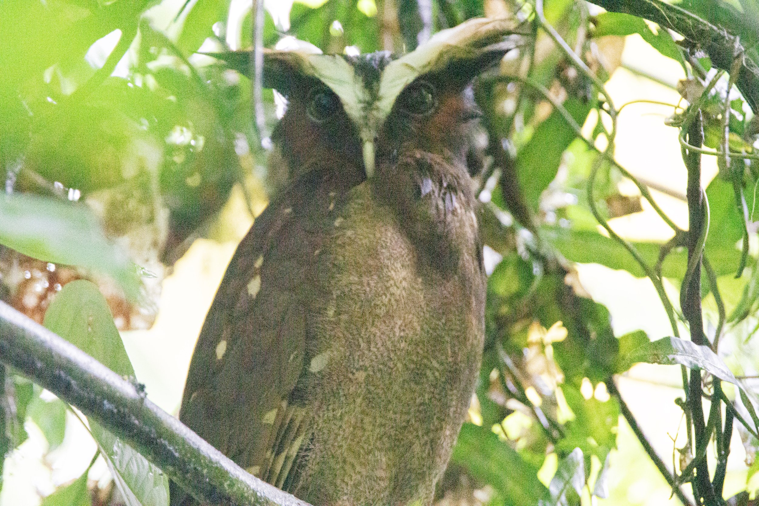 Crested Owl