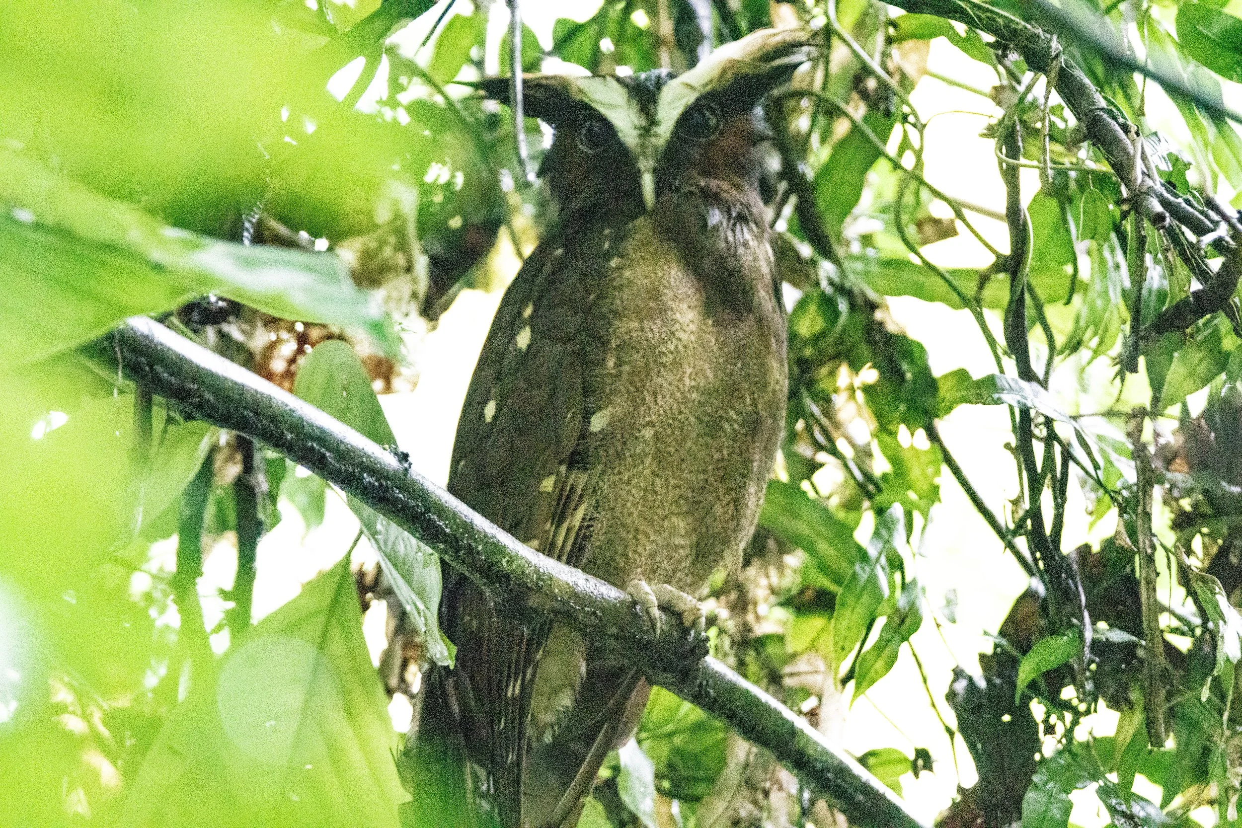 Crested Owl
