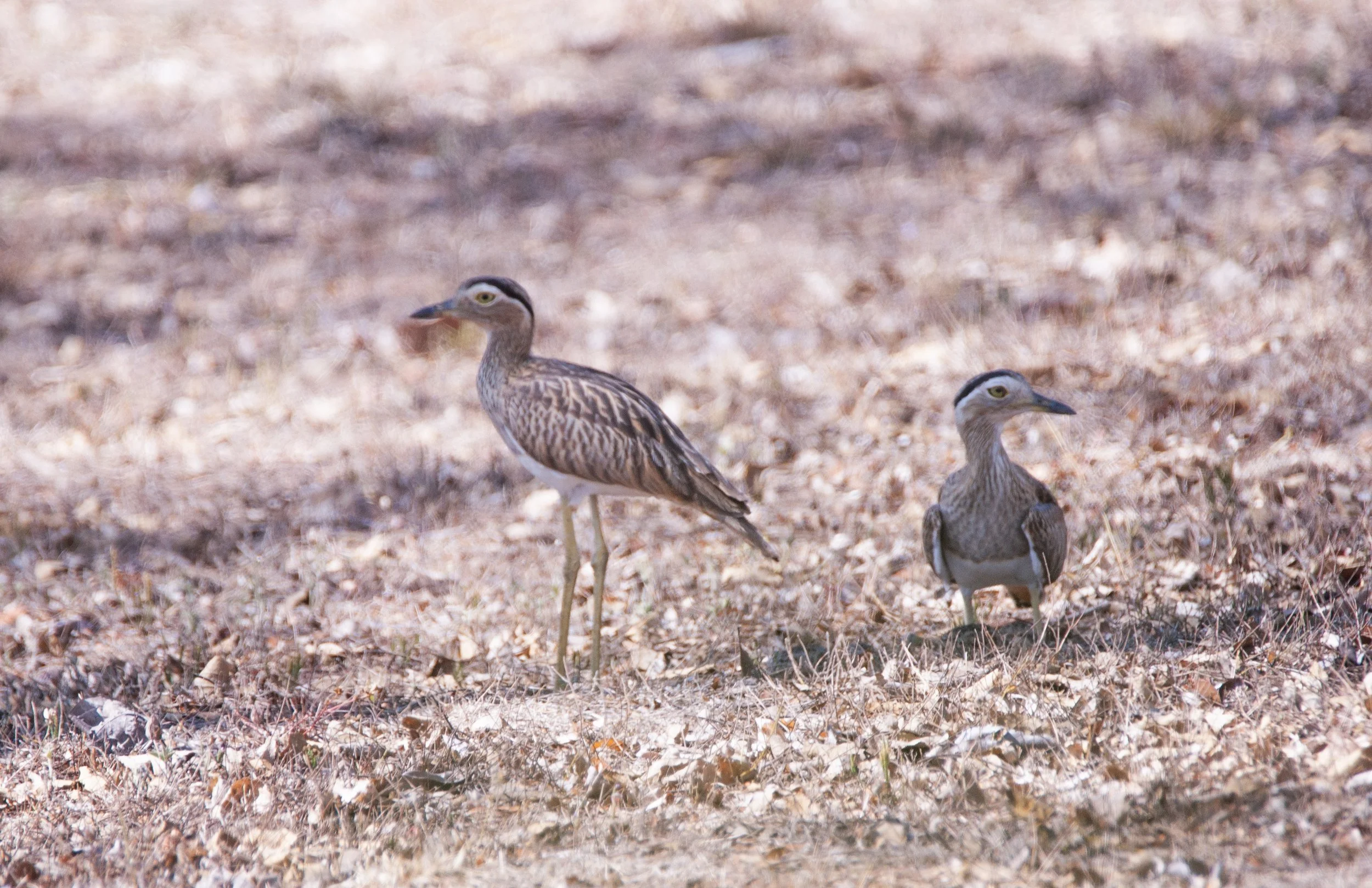 Double-striped Thickknees