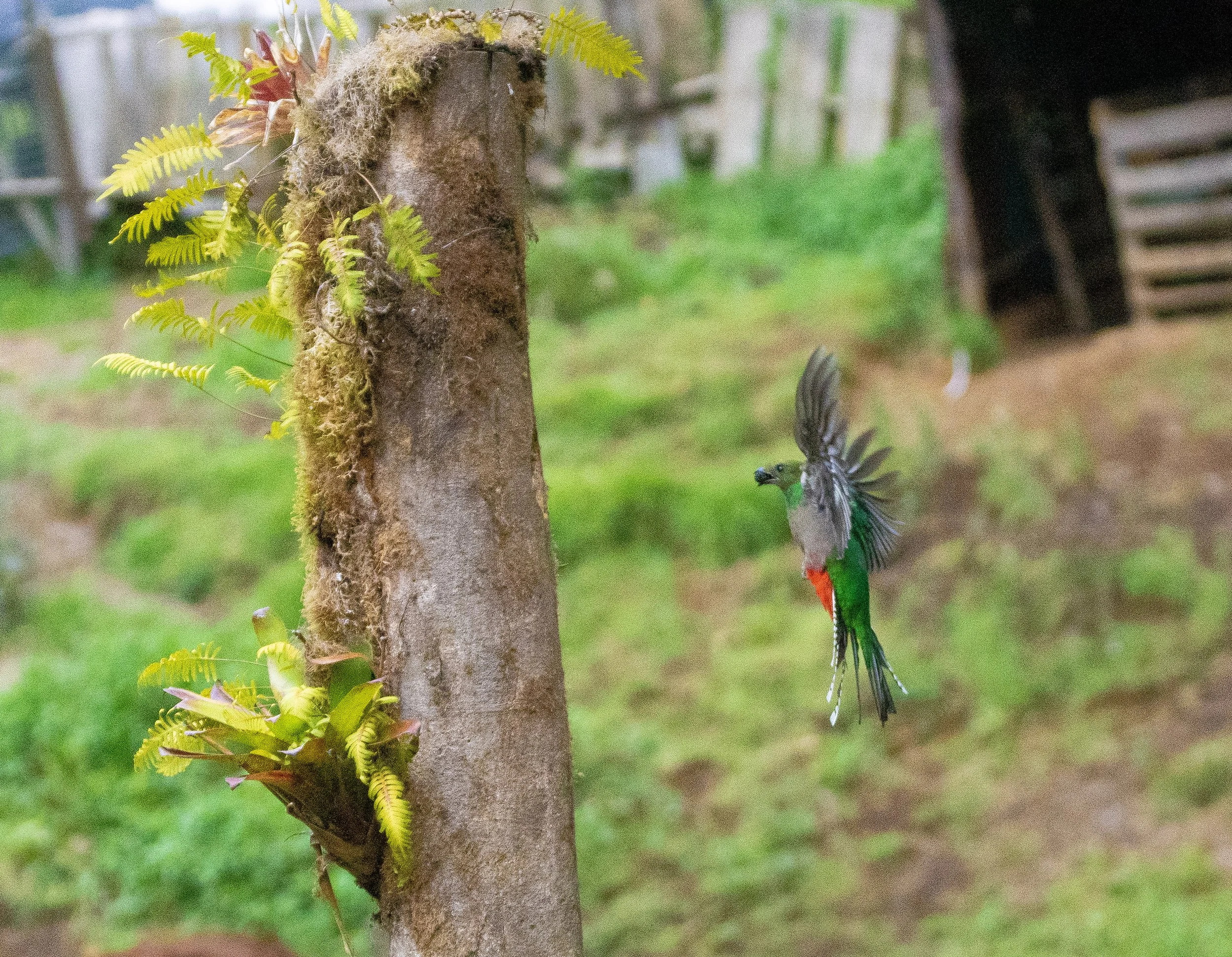 Resplendent Quetzal (female)