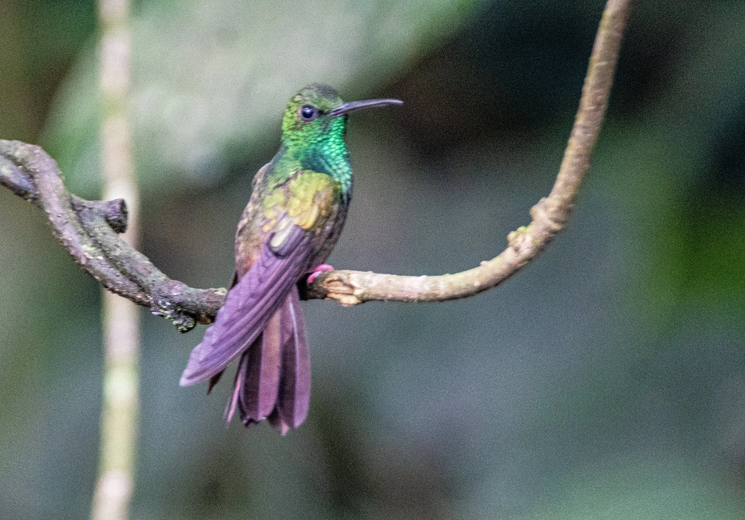 Bronze-tailed Plumeteer