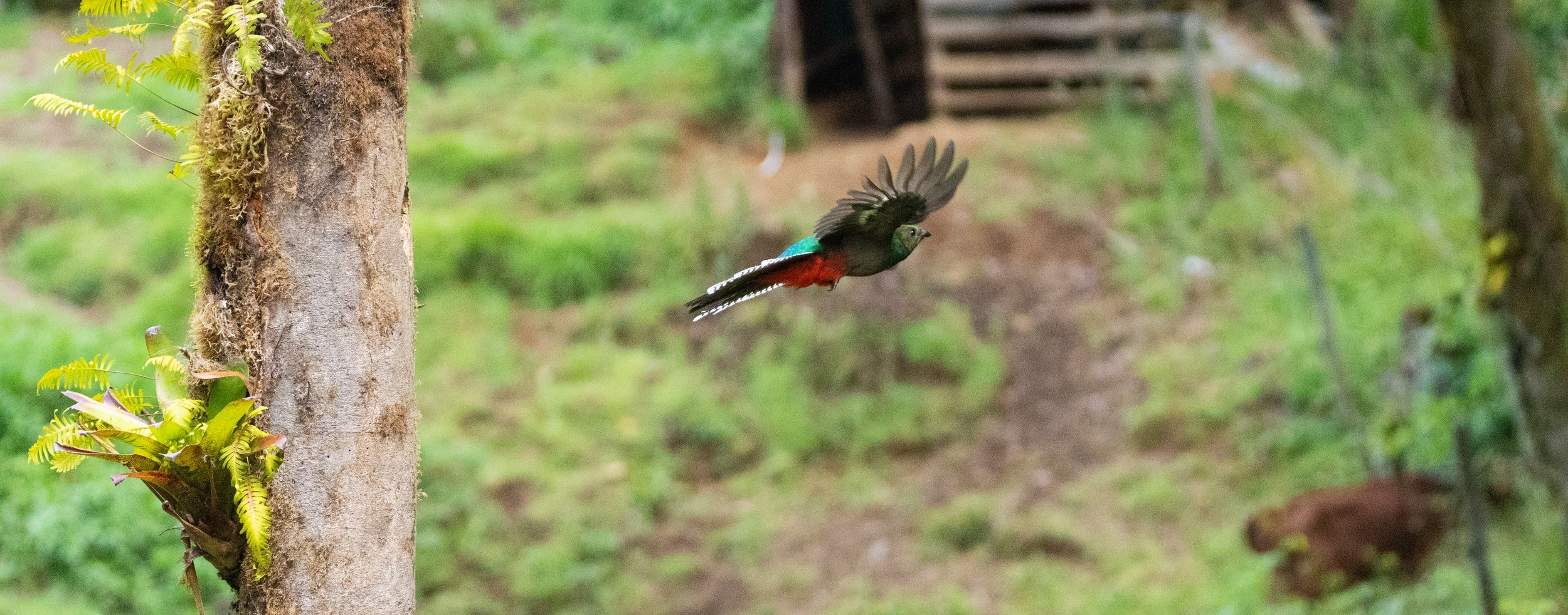 Resplendent Quetzal (female)
