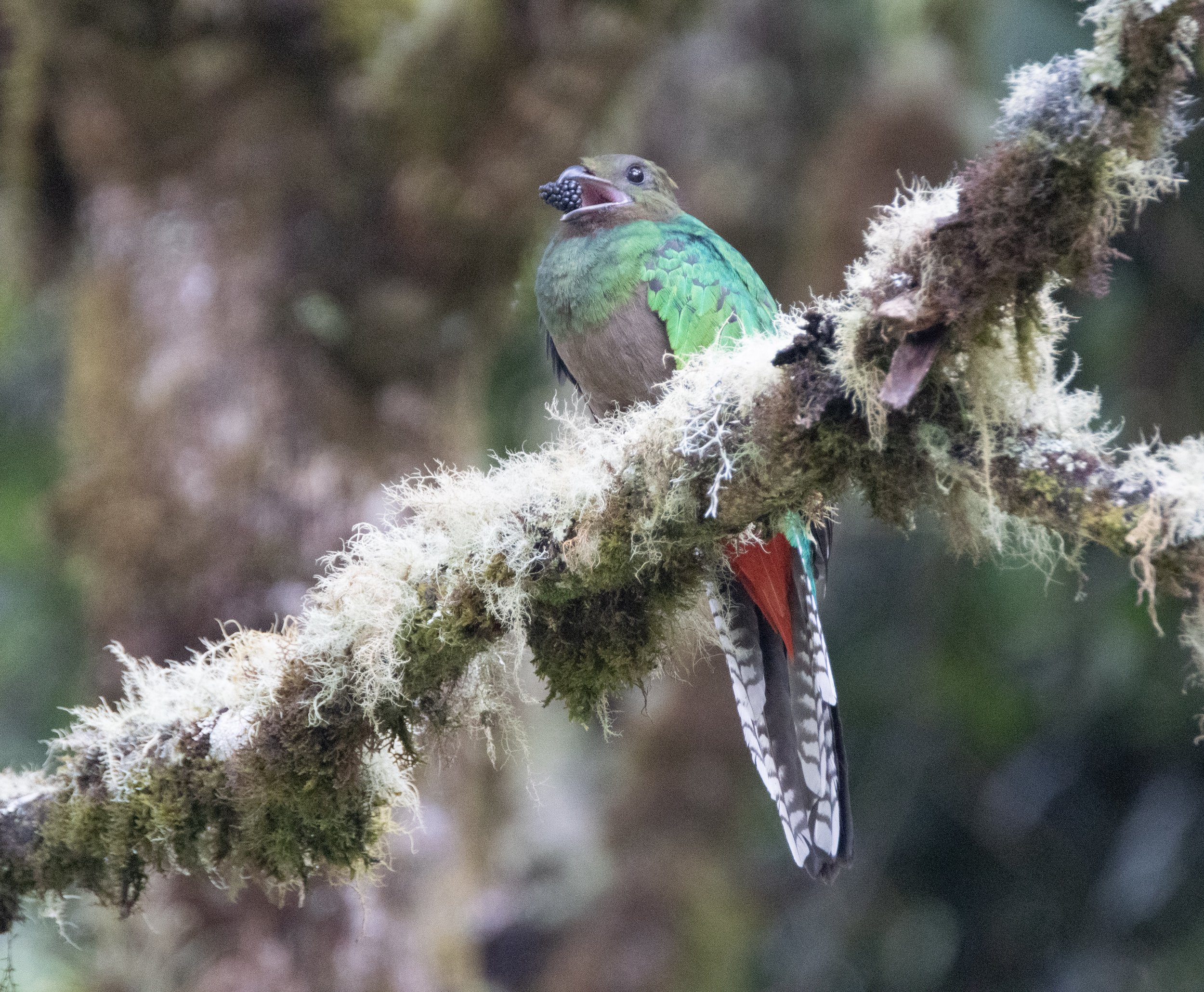 Resplendent Quetzal (female)