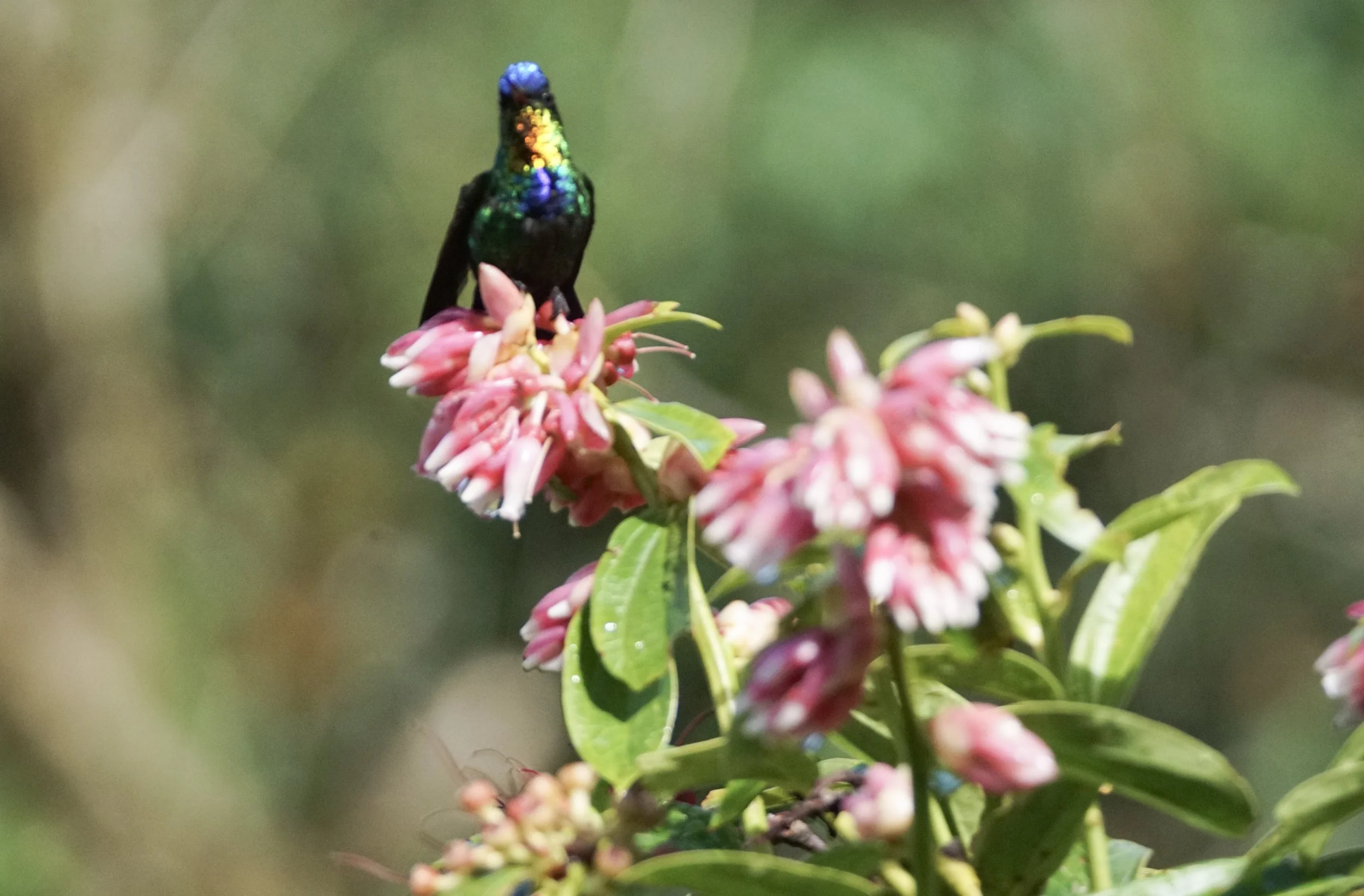 Fiery-throated Hummingbird