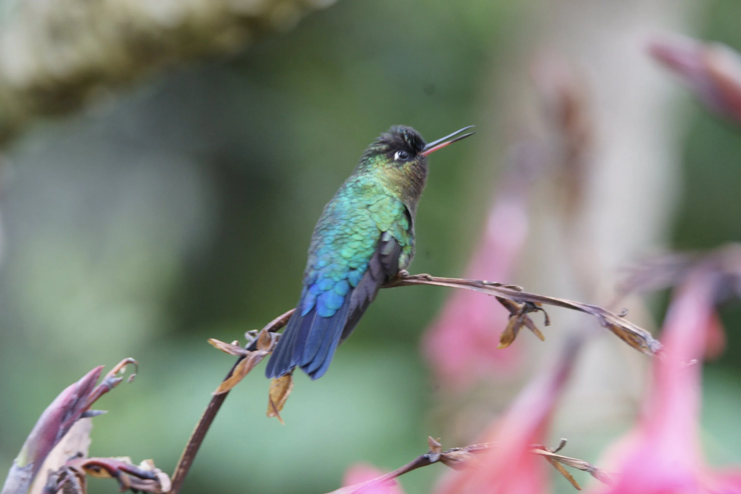 Fiery-throated Hummingbird