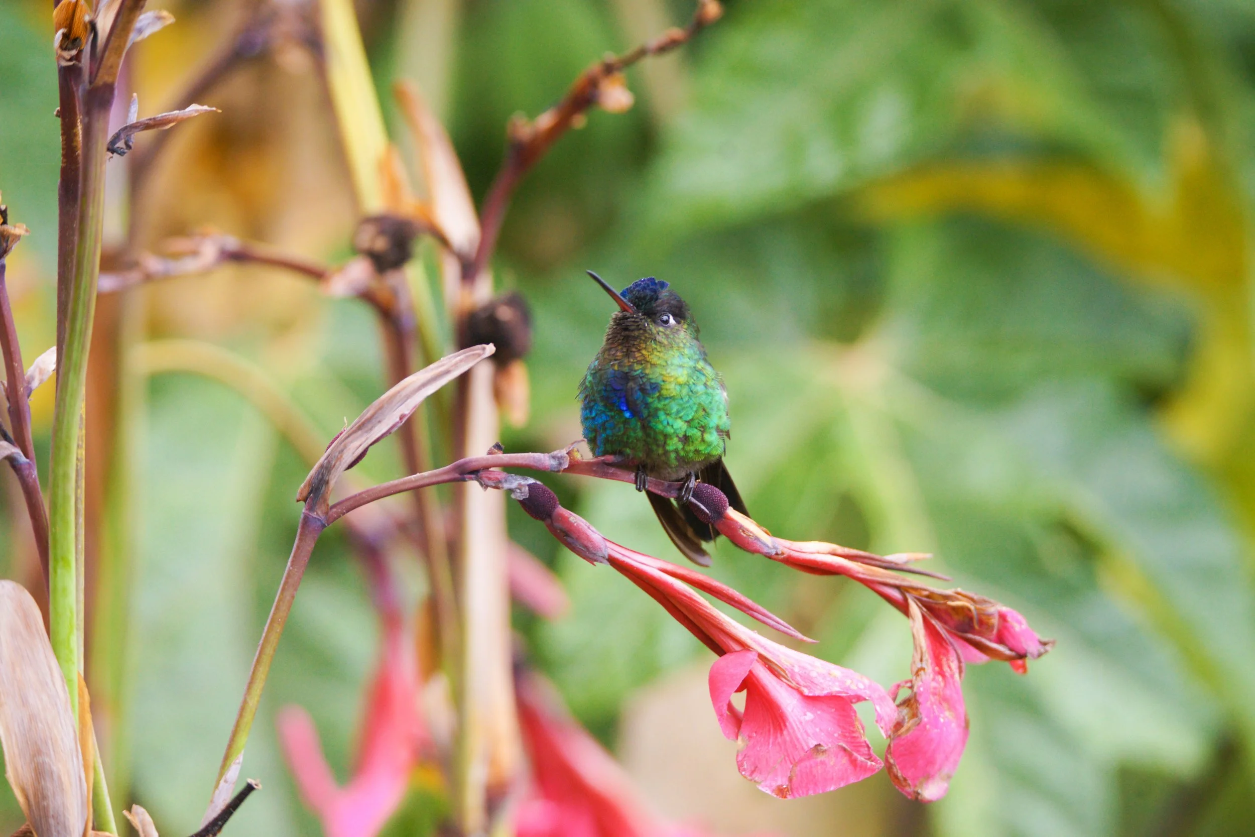 Fiery-throated Hummingbird
