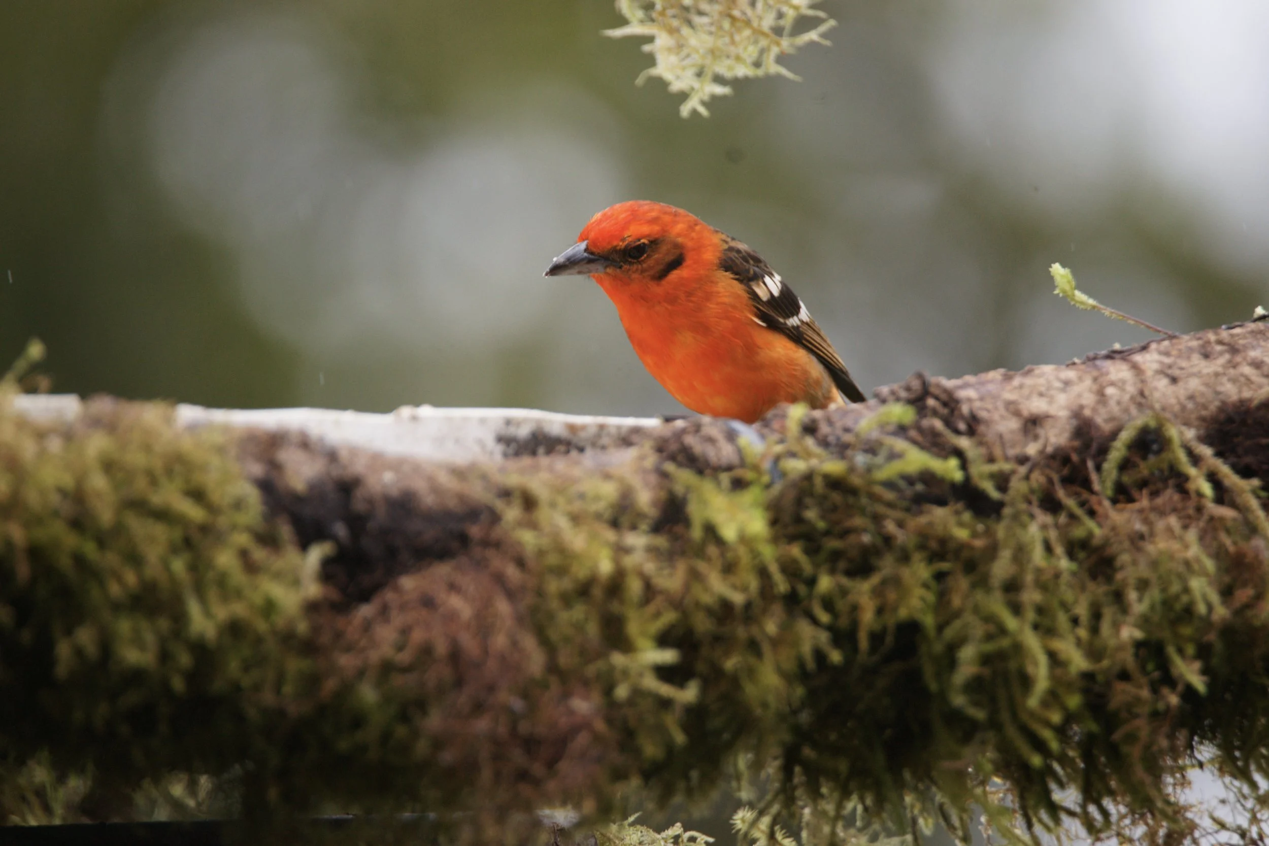 Flame-colored Tanager