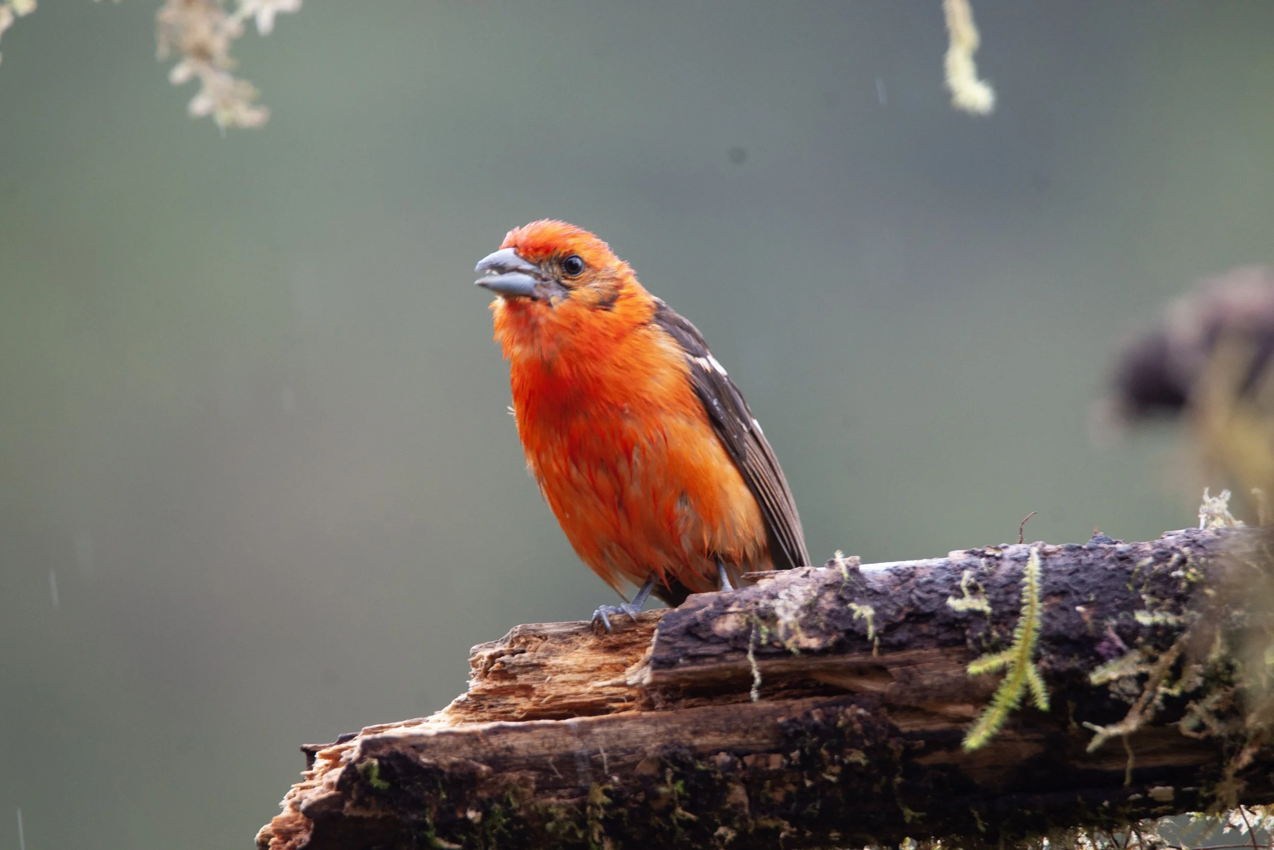 Flame-colored Tanager