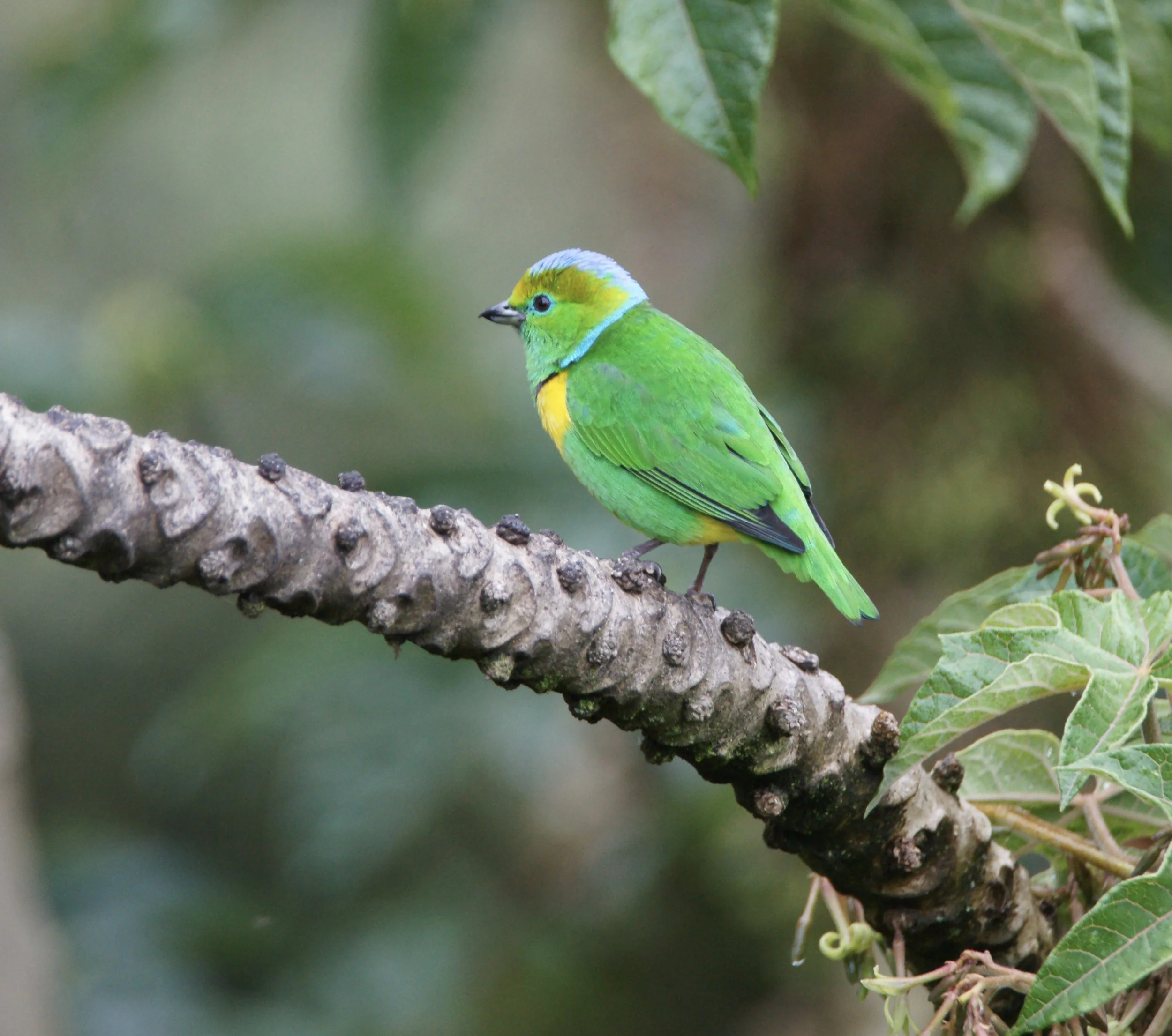 Golden-browed Chlorophonia