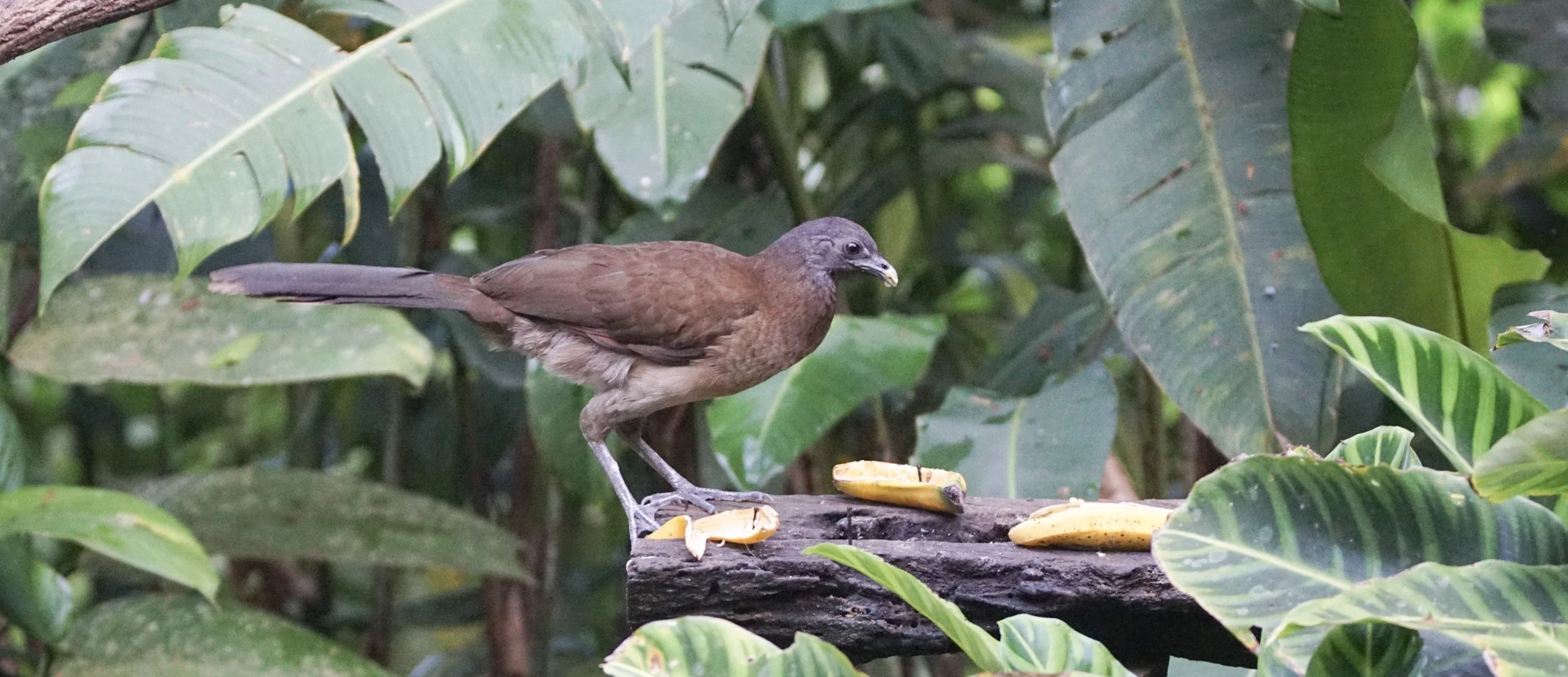 Gray-headed Chachalaca