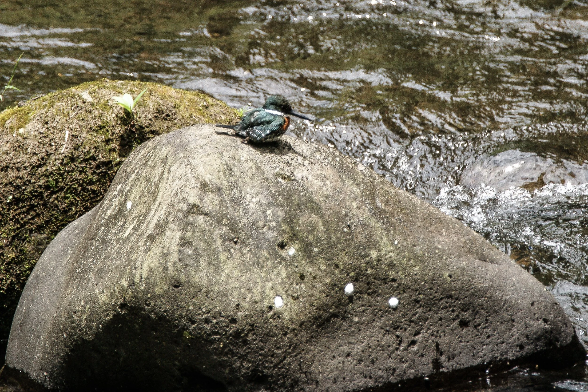 Green Kingfisher