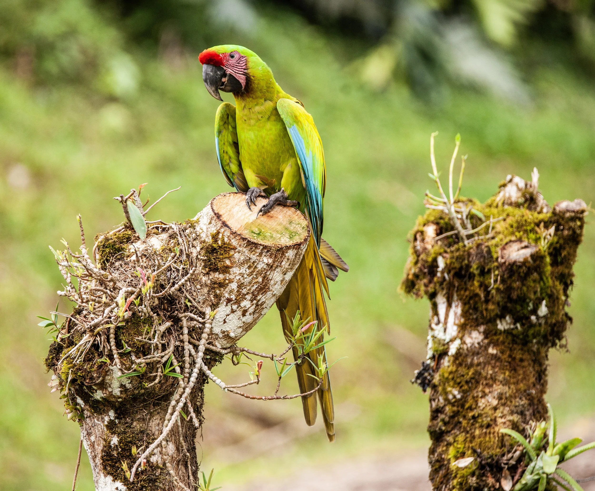 Green Macaw